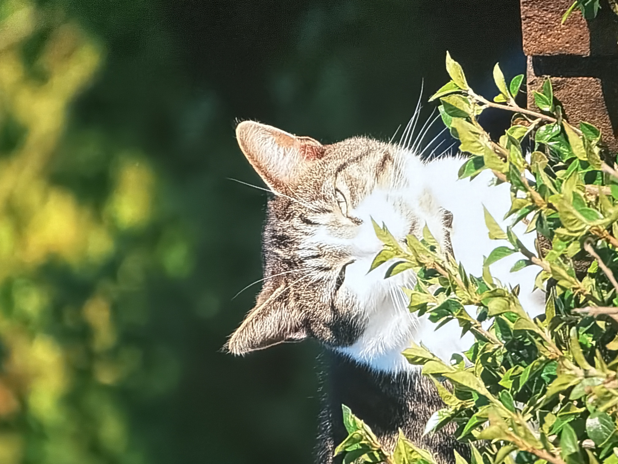 An outdoor, medium shot captures a tabby and white cat partially obscured by lush green foliage. The cat is peeking over a reddish-brown brick wall, with its head and shoulders visible above the leaves. Sunlight filters through the background, creating a soft, blurred bokeh of greens and yellows, suggesting an early morning or late afternoon setting. The cat's eyes are partially closed, giving it a relaxed or sleepy appearance. Its whiskers are prominent, and its ears are alert and pointed upwards. The scene appears to be in a garden or yard setting, possibly in a residential area.