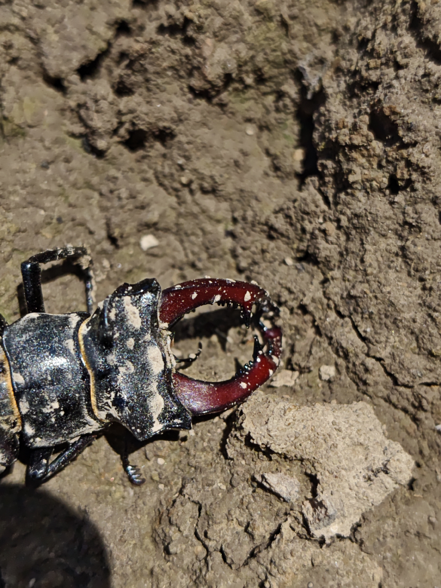 A close-up, eye-level, outdoor shot shows a stag beetle with large, red, tooth-like mandibles. The beetle is predominantly black and iridescent, with some white dust or dirt particles on its body and mandibles. It is positioned on a textured, earthy surface that appears to be soil or dry mud. The background consists of more of this earthy terrain, with some larger clumps and irregularities. The lighting suggests it is daytime, with shadows cast on the ground. The image is focused on the beetle and its immediate surroundings, with the background slightly out of focus. The location is specified as Parkhomivka, Ukraine.