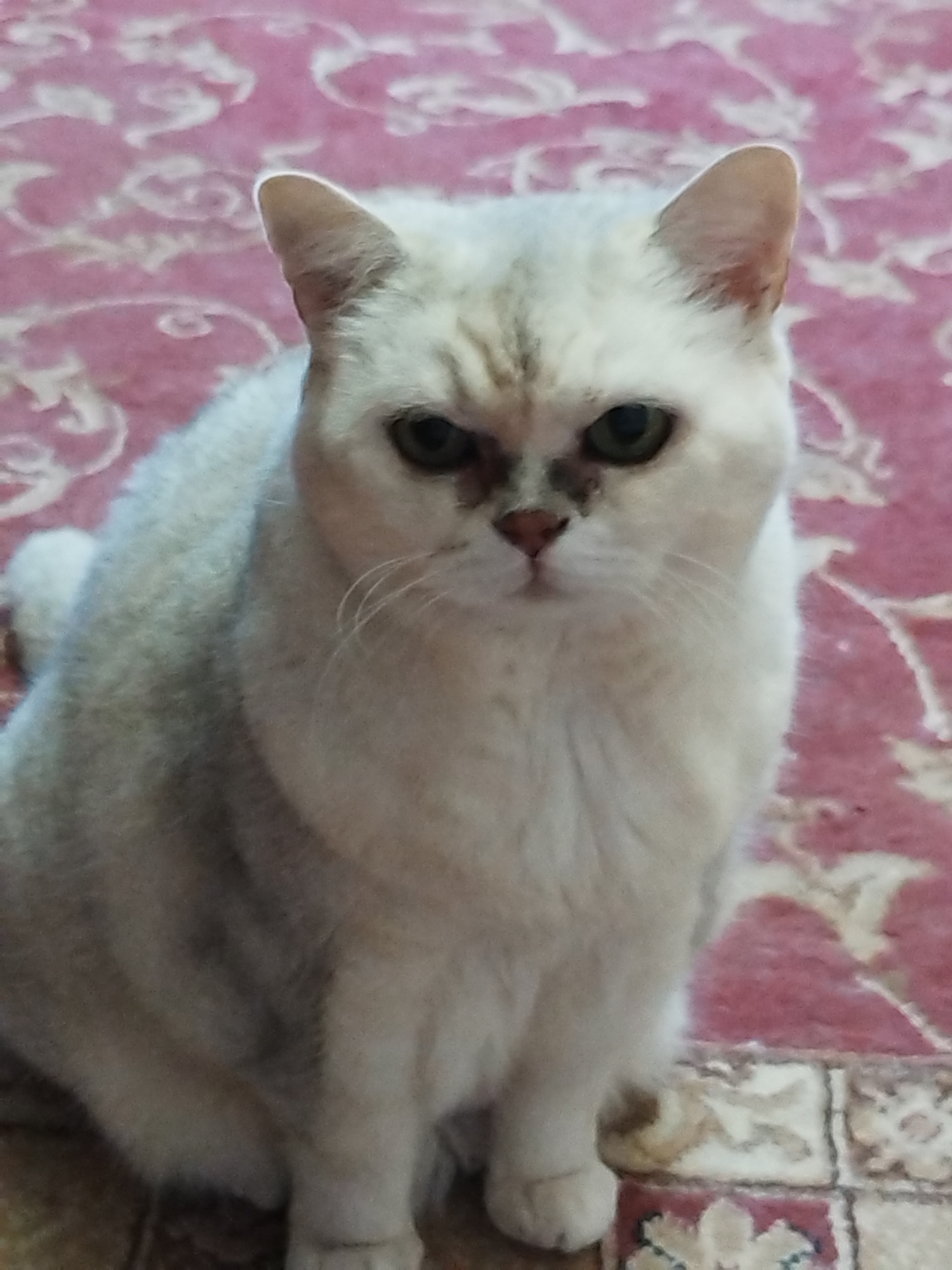 A close-up, high-angle shot captures a silver-shaded cat with striking green eyes and dark markings around its nose and eyes. The cat is seated on a pink carpet with an ornate pattern of swirls and floral designs. Its fur is a light silver color with subtle darker gray markings on its face and back, giving it a shaded appearance. The cat is looking directly at the camera with a neutral expression. The lighting is soft, highlighting the texture of the cat's fur and the intricate details of the carpet.