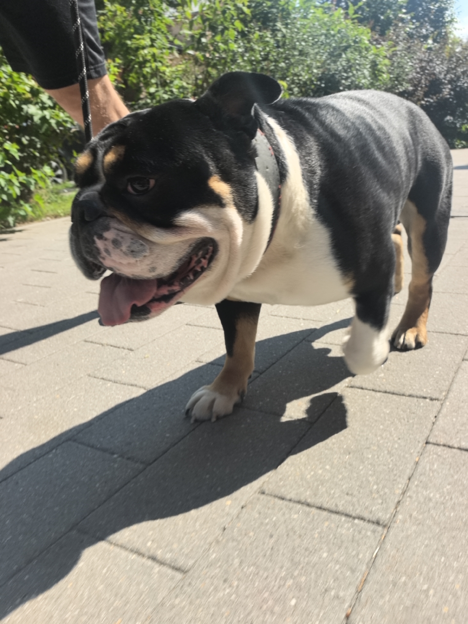 An English Bulldog is walking on a paved sidewalk. The dog is black and white with tan markings. It is wearing a black collar. The dog's tongue is hanging out of its mouth. The dog is in the foreground of the image, and its shadow is cast on the sidewalk. In the background, there are green bushes and trees. A person's legs are visible on the left side of the image, holding a leash attached to the dog. The scene appears to be outdoors on a sunny day. The image does not contain any information that would allow for identification of the location in Nizhny Novgorod, Russia.