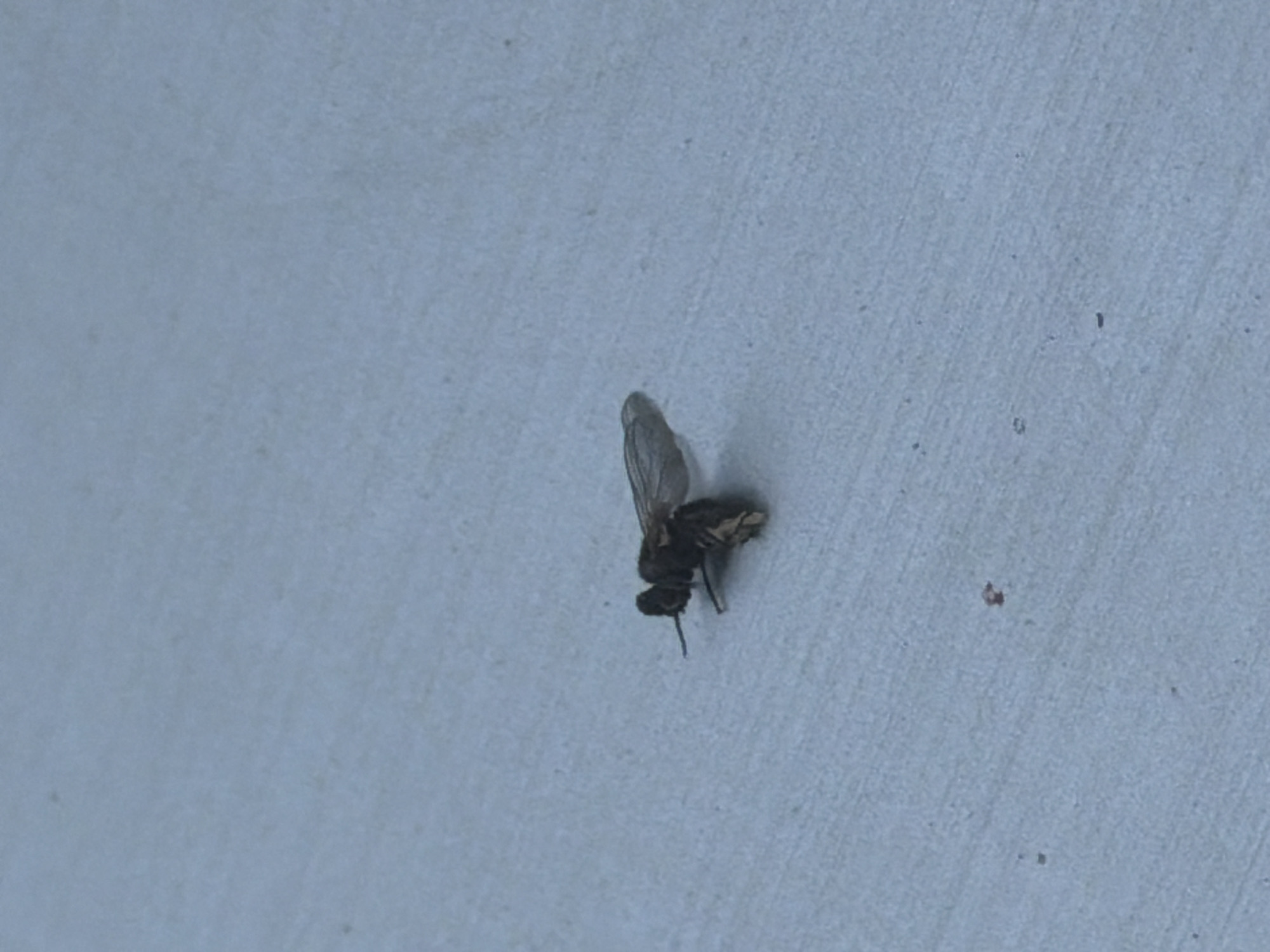 A dead fly is on a light blue, textured surface. The fly is dark brown and appears to be lying on its side with its wings spread. The surface has faint horizontal lines, suggesting it may be concrete or pavement.