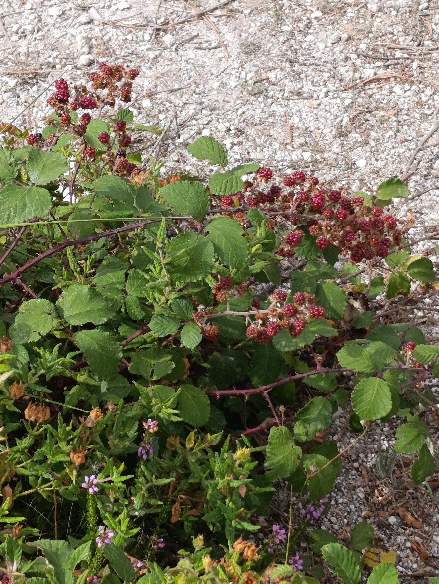 In Terras de Bouro, Portugal, a close-up, eye-level shot captures a dense patch of wild blackberry bushes. The foreground is dominated by lush green leaves and thorny, reddish-brown stems, characteristic of the plant. Clusters of unripe, bright red berries are abundant, with a few darker, ripe berries also visible. Among the blackberry plants, small, delicate purple and pink wildflowers add pops of color. The background consists of a textured expanse of light-colored gravel and small stones, indicative of an outdoor, possibly uncultivated area. The lighting suggests it is daytime, with diffused sunlight. There are no people or animals present.