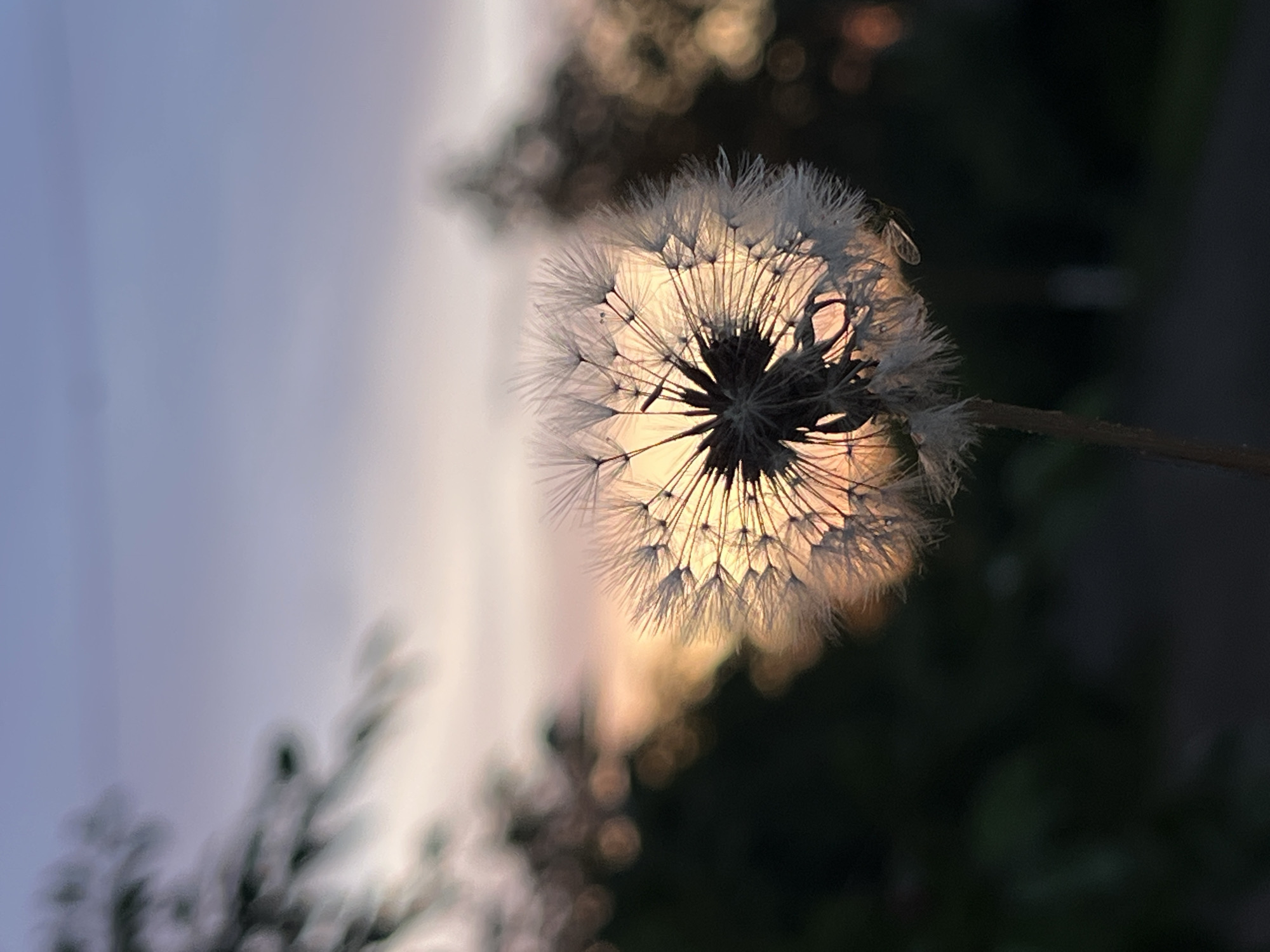 A close-up, horizontal shot captures a dandelion seed head silhouetted against the warm glow of the setting sun. The delicate white filaments of the dandelion are backlit, creating a halo effect and highlighting their feathery texture. The center of the seed head is dark and intricate, with individual seeds attached to their parachutes. A tiny insect, possibly a fly, is perched on one of the filaments near the top of the dandelion.
The background is a soft blur of muted colors. The sky transitions from a pale blue at the top left to a warm orange and yellow hue where the sun is setting. Dark, out-of-focus foliage occupies the right side of the frame, providing a stark contrast to the illuminated dandelion. The bokeh effect in the background suggests a shallow depth of field, focusing all attention on the dandelion.
The image evokes a sense of tranquility and the ephemeral beauty of nature. The warm light and soft focus contribute to a peaceful and somewhat nostalgic mood. The time of day is clearly sunset or late afternoon, given the golden light. There are no visible text elements in the image. The location is not specified but appears to be an outdoor setting with vegetation.