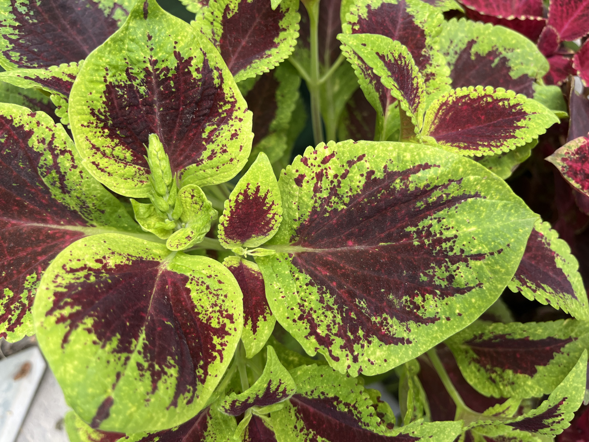 The image shows a close-up of several vibrant Coleus leaves. The leaves are characterized by their striking bicolor pattern of lime green and deep burgundy. The green areas are speckled with small, dark red or burgundy dots, giving them a textured appearance. The edges of the leaves are slightly serrated, and the veins are prominent. The lighting suggests an outdoor environment, possibly a garden or a planter. There are no people, buildings, or other urban elements visible, making it impossible to determine a specific location within Astana, Kazakhstan.