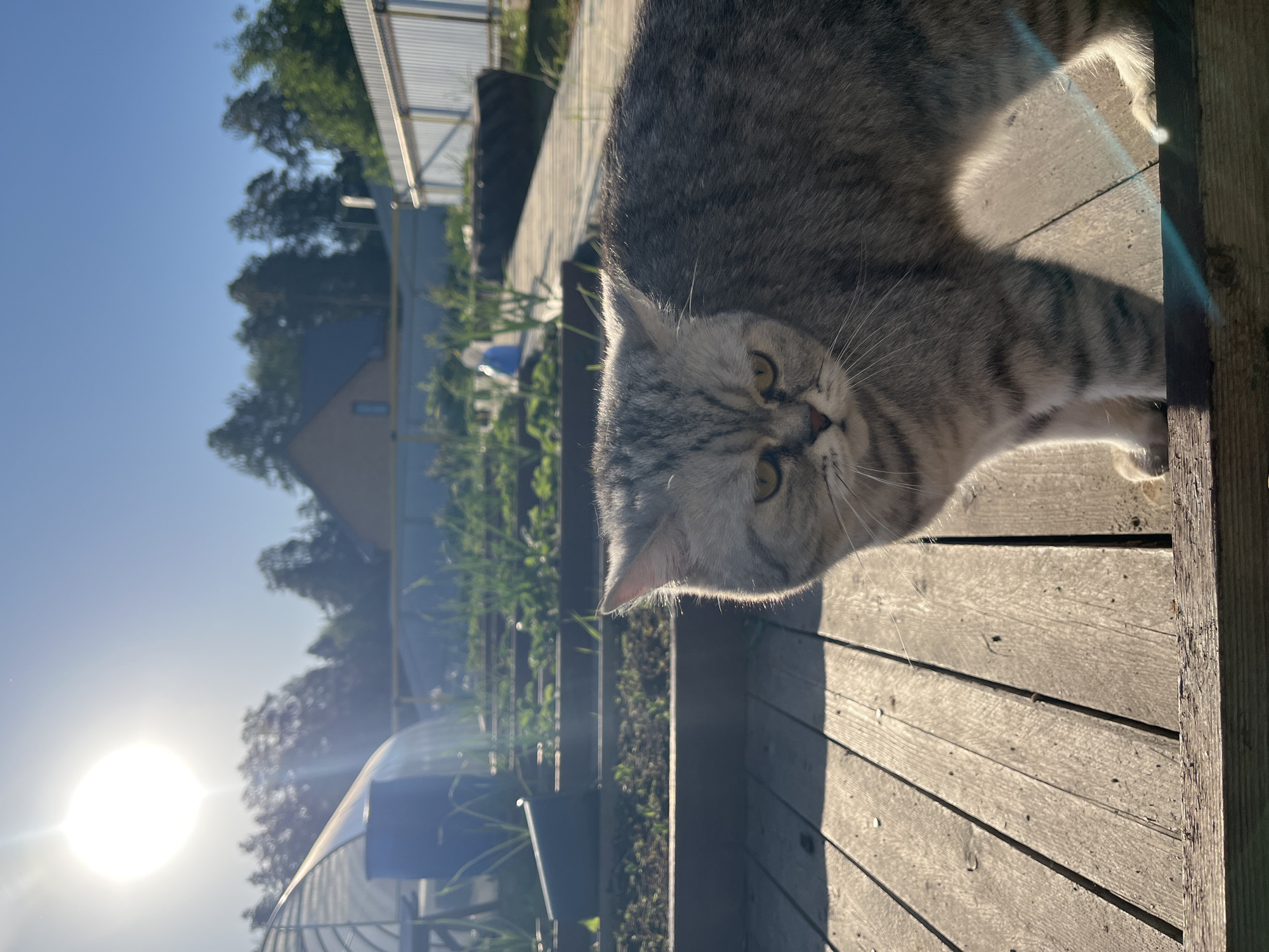 A close-up, slightly angled photograph depicts a gray tabby cat on a weathered wooden deck. The cat is positioned in the upper portion of the frame, peering downward. The deck's wooden planks run horizontally across the lower two-thirds of the image.
In the background, through the deck railing, a lush green garden with various plants is visible. Behind the garden, there's a structure that appears to be a greenhouse. Further back, a light-colored building with a visible roof is present, along with trees. A metal fence is also visible. The sky is clear blue, and the sun is bright in the left portion of the frame.
The metadata suggests the image was taken in Chaikovsky, Russia. No people are visible in the photograph.