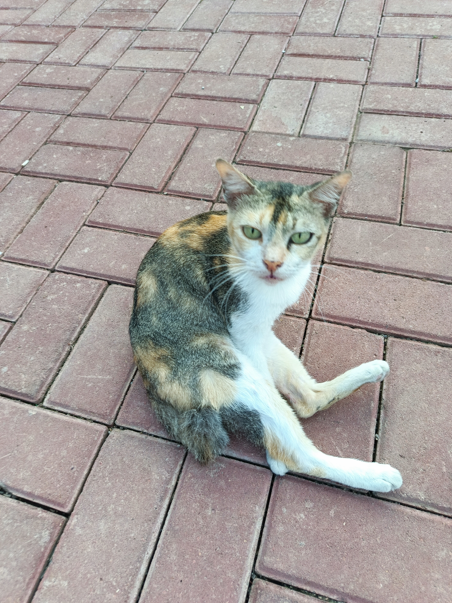 A tortoiseshell cat with green eyes is sitting on a red brick pathway in Cimahi, Indonesia. The cat is facing the camera, with its body angled to the left. Its fur is a mix of black, orange, and white. The cat's front legs are extended forward, and its hind legs are tucked beneath its body. The brick pathway is laid in a herringbone pattern. The lighting suggests it is daytime.