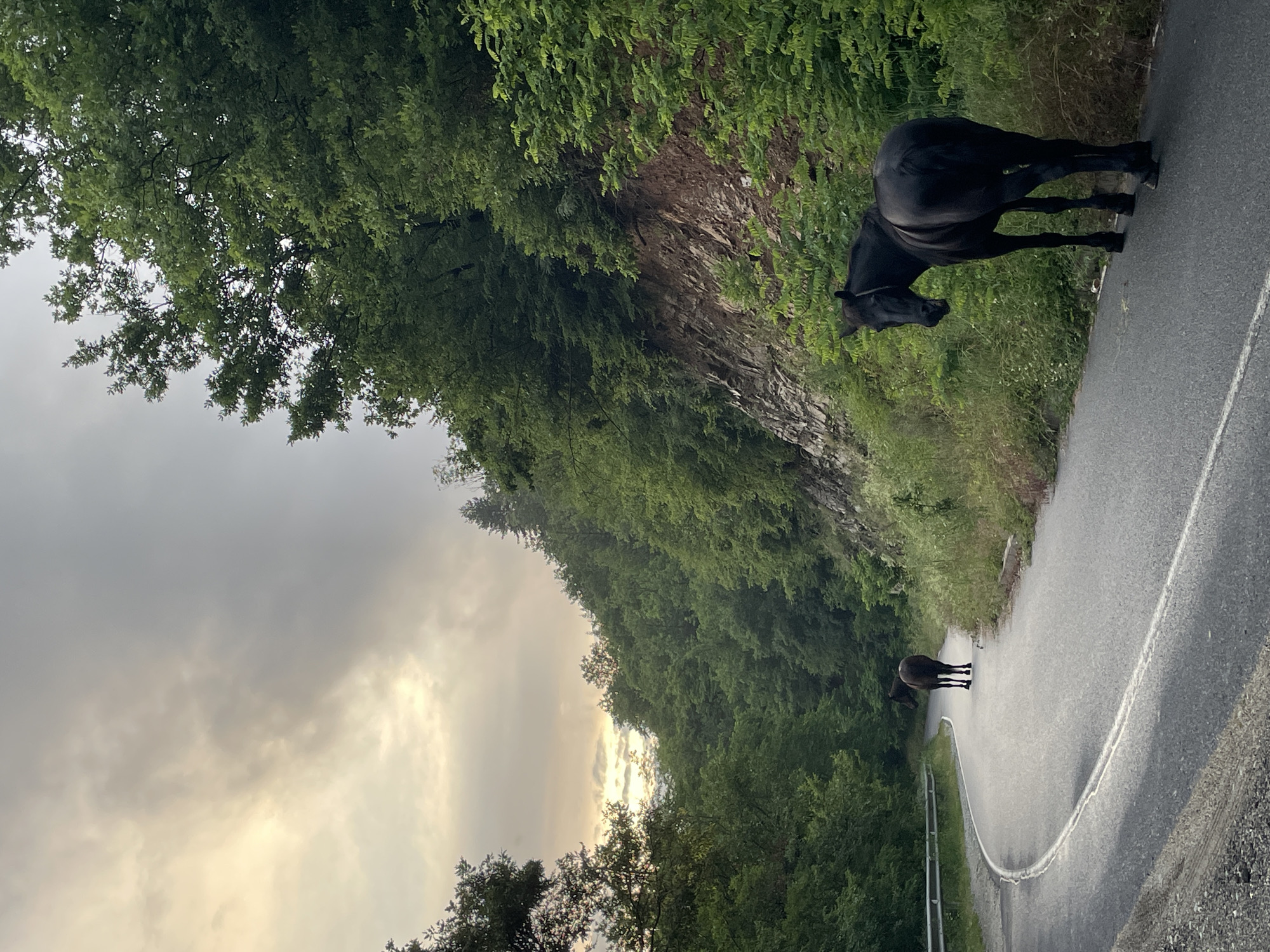 The image depicts a winding asphalt road bordered by lush green trees on both sides. Two black horses are present on the road. One horse stands on the right side of the road, facing away from the camera. The second horse is further up the road, also facing away from the camera, with its rear visible as it walks on the curved asphalt. The sky is overcast with diffused sunlight, suggesting either early morning or late afternoon. The environment appears to be a rural or mountainous area. No people are visible in the image. The location is identified as being in the city of Zlatograd, Bulgaria.