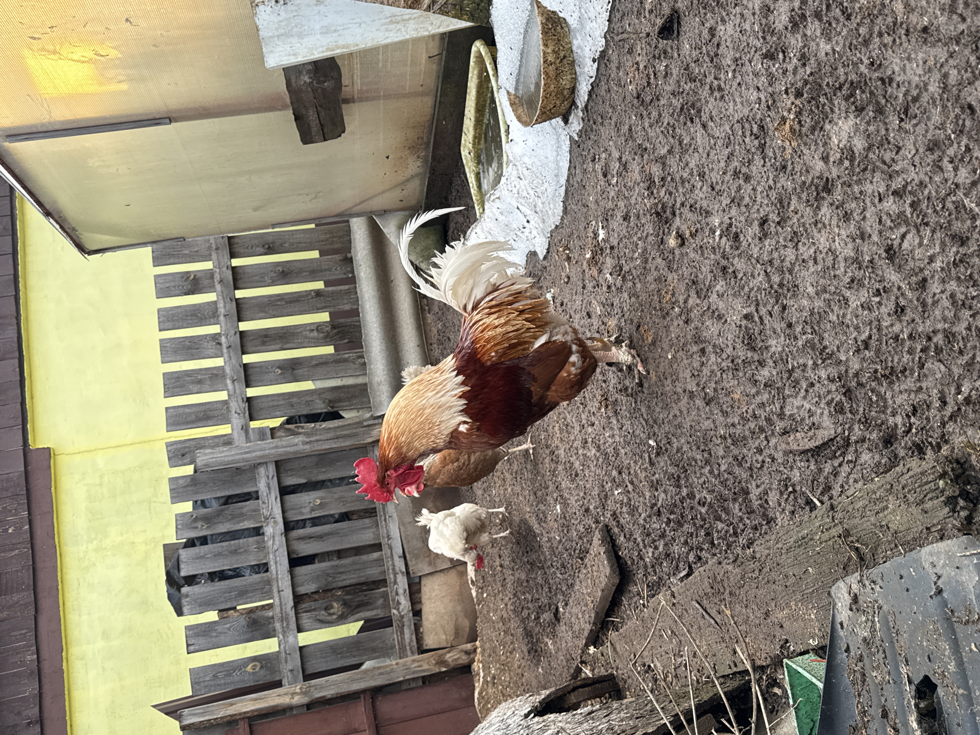 The image depicts a rural scene, likely a backyard in the city of Chaikovsky, Russia. A rooster with predominantly brown and white plumage stands prominently in the foreground. Behind the rooster are two hens, one brown and one white. The ground is muddy and uneven, with various debris scattered around including wooden planks and possibly metal scraps. In the background is a partially visible building with a yellow wall and a section of weathered wooden fence. There appears to be a translucent sheet of material, possibly corrugated plastic, forming part of a structure. The overall impression is that of a typical farmyard setting.