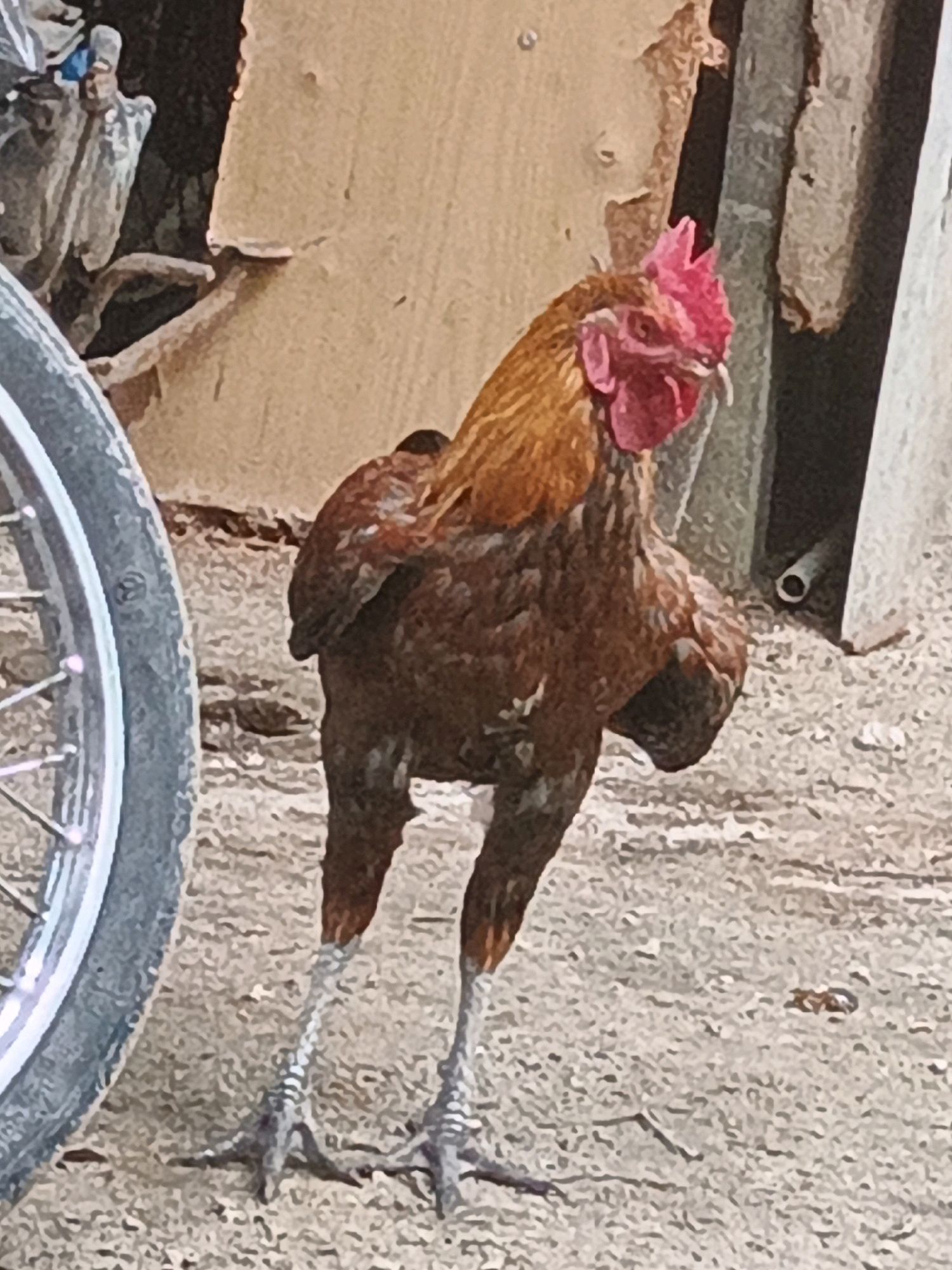 A brown and red rooster stands on a dirt ground, facing left. The rooster has a red comb and wattles, and its legs are gray and scaly. To the left of the rooster is a portion of a bicycle wheel with spokes. In the background, there is a wooden structure and a light-colored wall. The scene appears to be outdoors in an urban or semi-urban environment. The location in Linggatiga, Indonesia, is not visually discernible from the image itself.