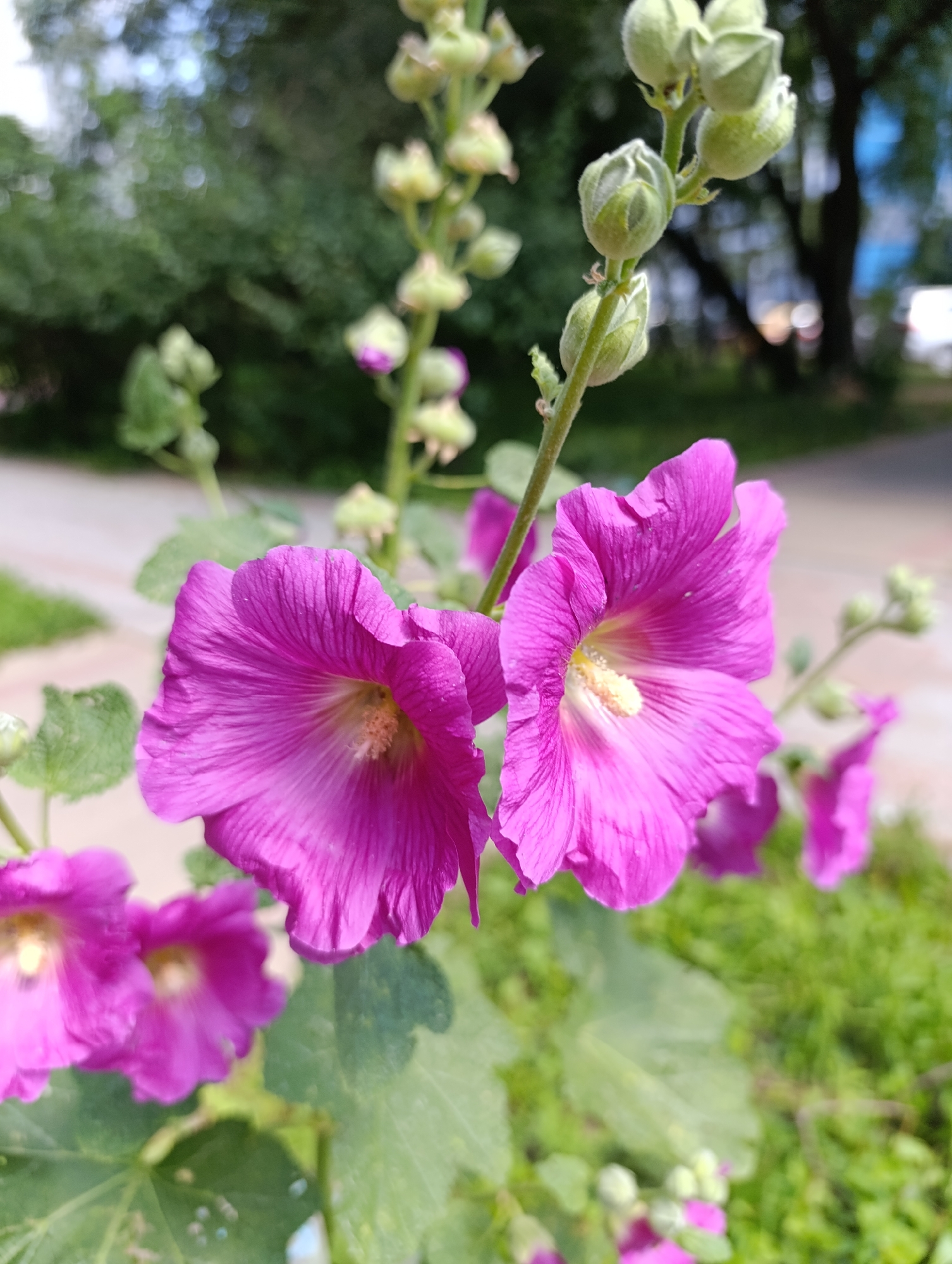 The image shows a close-up of several vibrant pink hollyhock flowers with visible stamens. The flowers are in various stages of bloom, with some fully open and others still in bud. They are growing on a tall stalk, surrounded by green leaves. In the background, there is a blurred backdrop of greenery, a paved walkway, and trees, suggesting an outdoor setting. The lighting indicates it is daytime, likely sunny due to the bright colors and contrast. The scene appears to be in a park or garden area.
Based on the visual cues, the location is likely within Moscow, Russia, given the type of flora and urban park-like environment commonly found in the city.