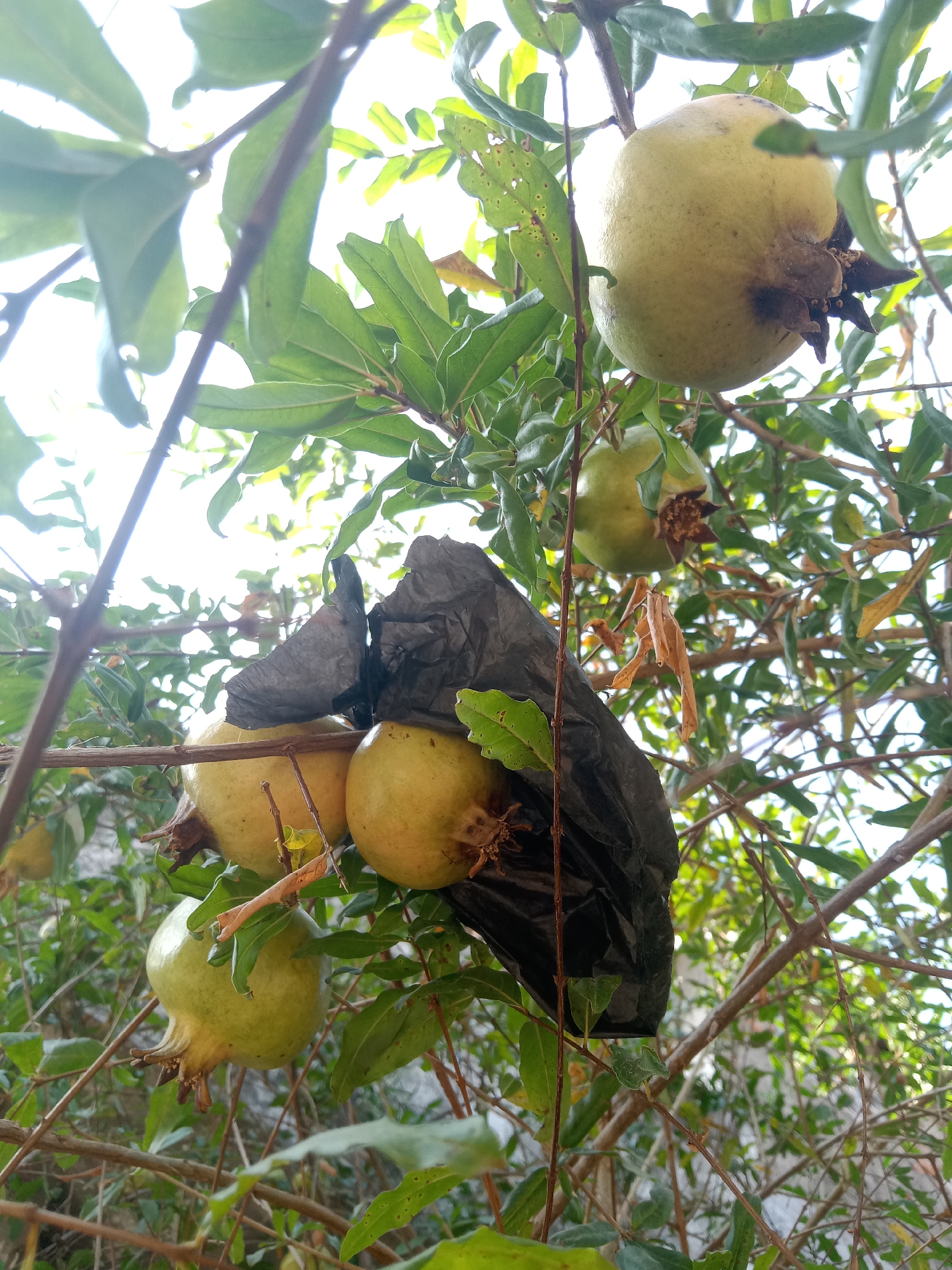 In the village of Tegalkodo, Indonesia, a close-up, low-angle shot captures a pomegranate tree branch laden with developing fruit. Several green pomegranates are visible, some partially obscured by a crinkled black plastic bag that is tied around a cluster of the fruit. The pomegranates are a pale green color, with some showing hints of yellow. The leaves of the tree are a vibrant green, with some older, dried leaves also present. The background is a bright, blown-out sky, suggesting the image was taken on a sunny day. The focus is sharp on the pomegranates and the plastic bag, highlighting the detail of the fruit's texture and the artificial covering.