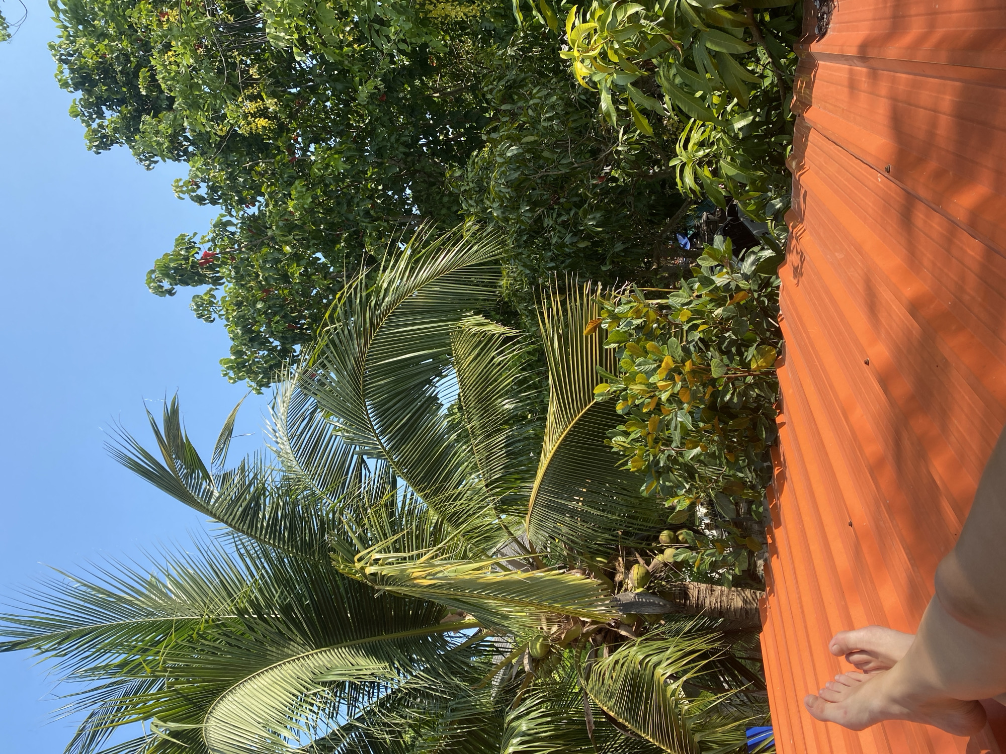 The image presents a vibrant tropical outdoor scene, captured from an elevated perspective, likely in Baan Tai, Thailand. The viewpoint looks upwards and outwards, with a significant portion of a bright orange-red corrugated metal roof visible on the right side of the frame. A pair of bare feet are discernible in the bottom right corner, casually resting on the roof, suggesting someone is relaxing or observing the scenery from a rooftop.
The left and central parts of the image are filled with lush green foliage under a clear, bright blue sky. Several large palm trees, identifiable as coconut trees, display their long, feathery fronds, with some green coconuts visible nestled among them. Interspersed with the palm trees are other dense, green deciduous trees, exhibiting various shades of green leaves and some small, red-colored elements which could be fruits or flowers.
The illumination indicates bright daylight, with a clear, sunny sky in the upper left quadrant of the image. Strong sunlight casts subtle shadows and highlights the rich textures of the corrugated roof and the intricate details of the diverse tree canopy. The overall impression is one of a serene, warm, and distinctly tropical environment. There is no visible text in the media file.
