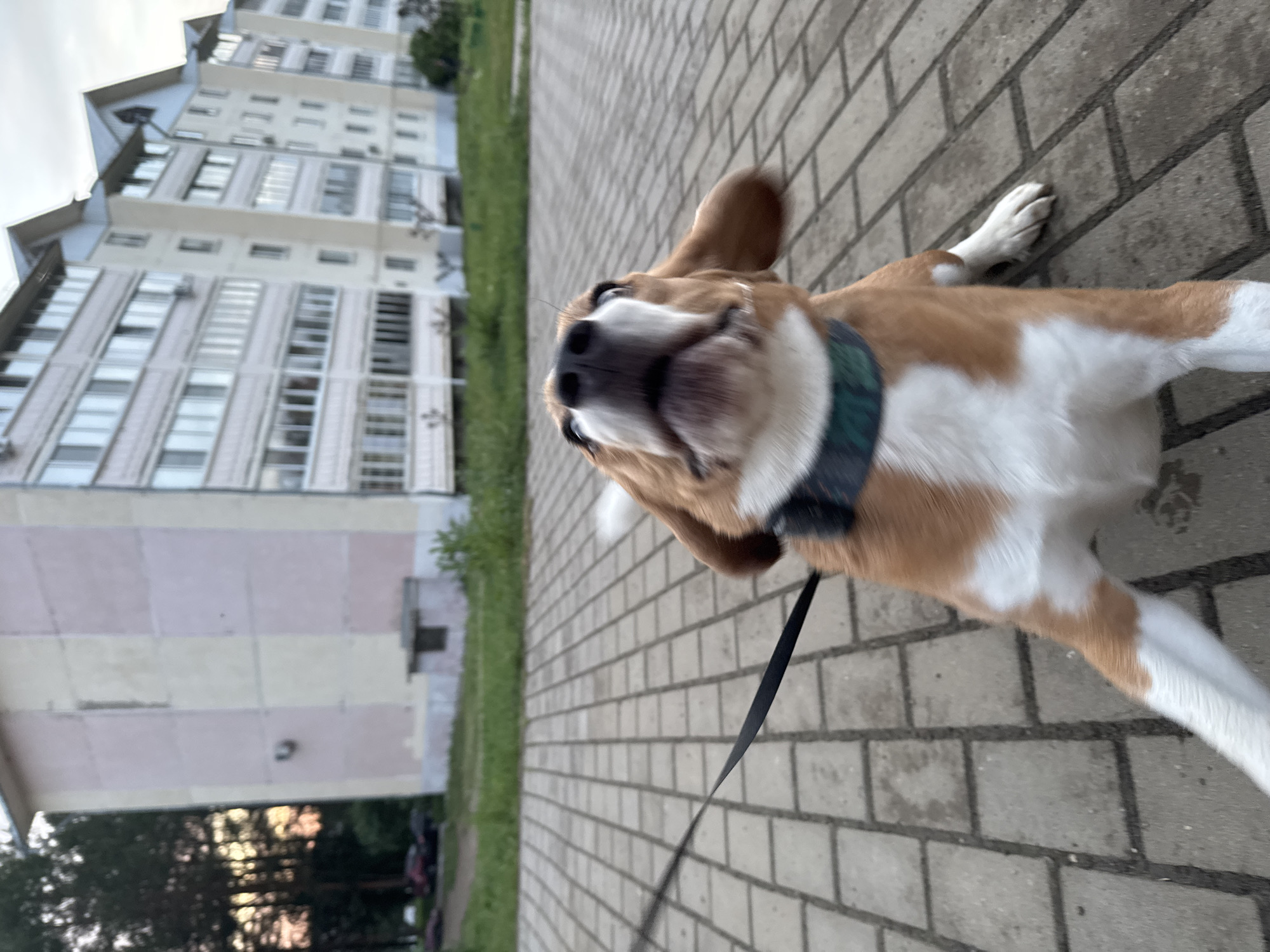 The image shows a close-up, tilted perspective of a beagle on a leash walking on a paved brick sidewalk. The dog is wearing a collar. In the background is a multi-story apartment building with multiple windows. There is green grass and trees visible between the sidewalk and the building. Based on the architecture and general environment, the location is likely Chaikovsky, Russia. The primary action is the dog walking on the sidewalk, presumably being led by a person not visible in the frame.