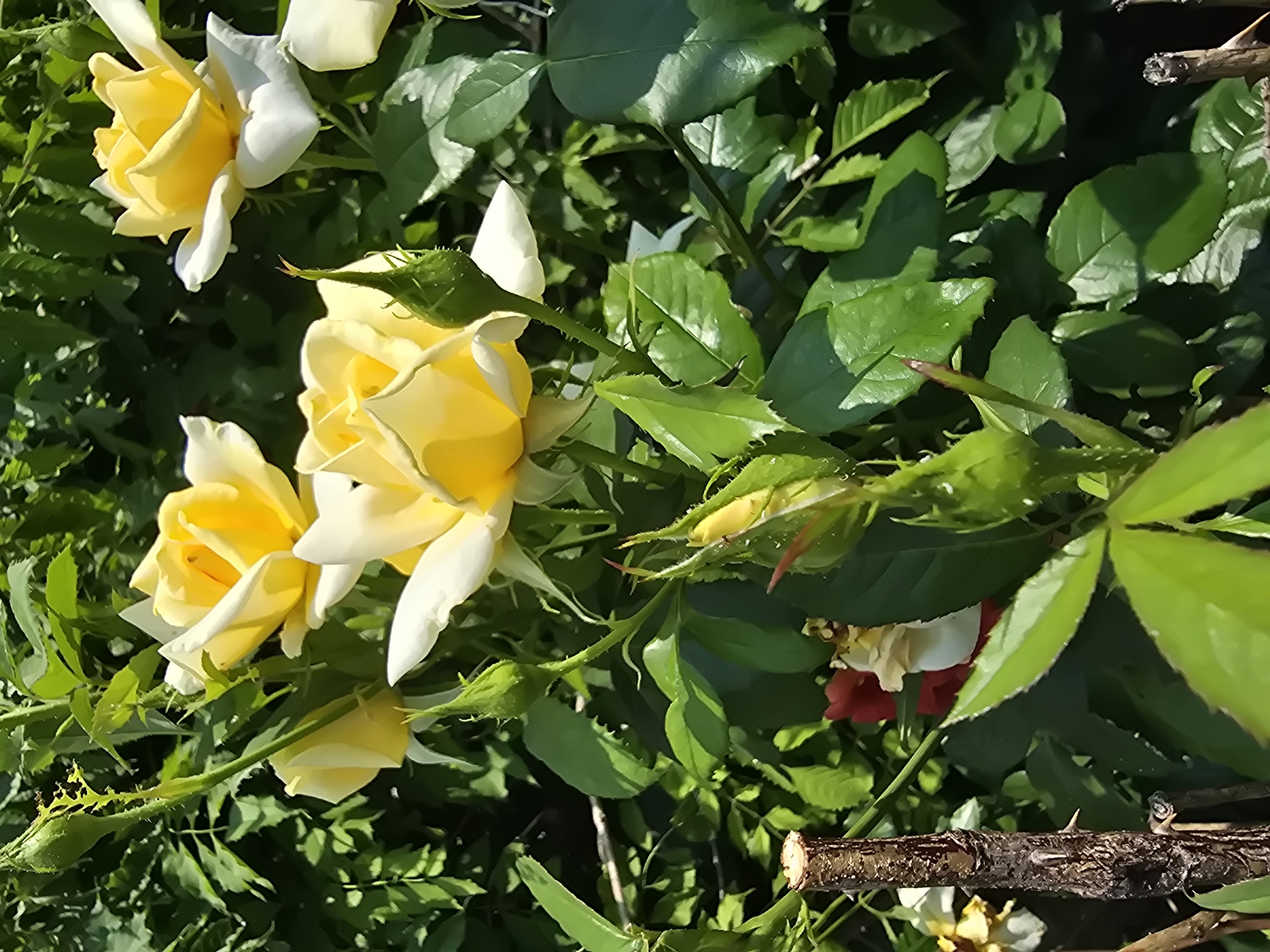 In Vyshneve, Ukraine, a cluster of yellow roses with white edges blooms amidst lush green foliage. Several buds, some showing reddish tips, are visible. A broken wooden stake, likely from a plant support, stands to the left, its rough bark and thorns prominent. The scene is bathed in sunlight, creating highlights and shadows on the leaves and petals.