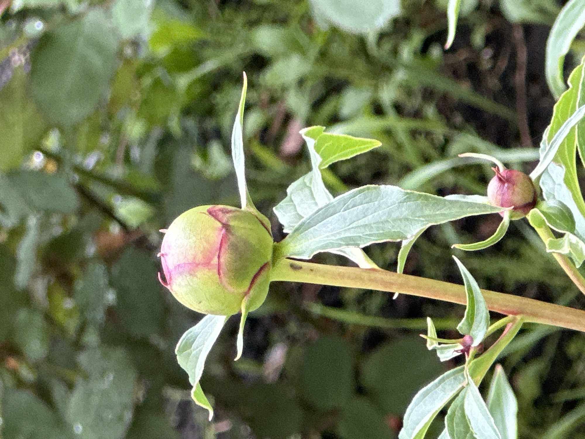 The image depicts two peony buds in a garden setting. One bud, more prominent, is spherical with a green base, showing subtle pink hues suggesting it's about to bloom. A second smaller bud is visible, still closed and dark red. The surrounding foliage is green, with leaves varying in shape and size, some appearing slender and pointed. A brown stem connects the buds, providing a natural setting. The background is blurred, indicating shallow depth of field and focusing attention on the buds. The location is not specified.