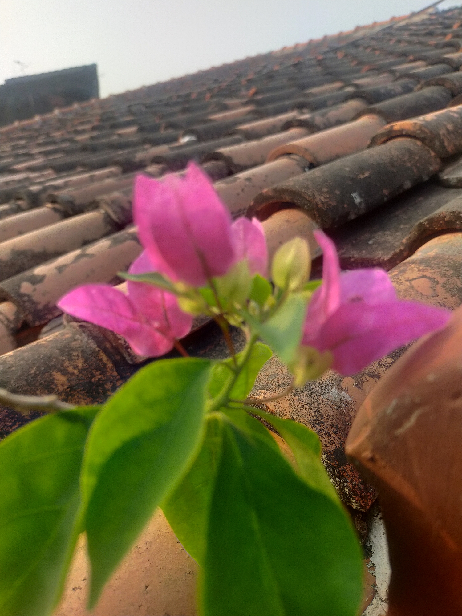 In Tegalandong, Indonesia, a close-up, low-angle shot captures a vibrant pink bougainvillea plant with green leaves in the foreground, its delicate petals and foliage contrasting with the weathered terracotta roof tiles of a building in the background. The roof tiles, arranged in rows, show signs of age and wear, with dark moss and dust accumulated on their surfaces. The sky above is a hazy, pale blue, suggesting either early morning or late afternoon light. The image is focused on the bougainvillea, with the background tiles blurred, creating a shallow depth of field. No people are visible in the frame. The scene is outdoors, on what appears to be a rooftop.