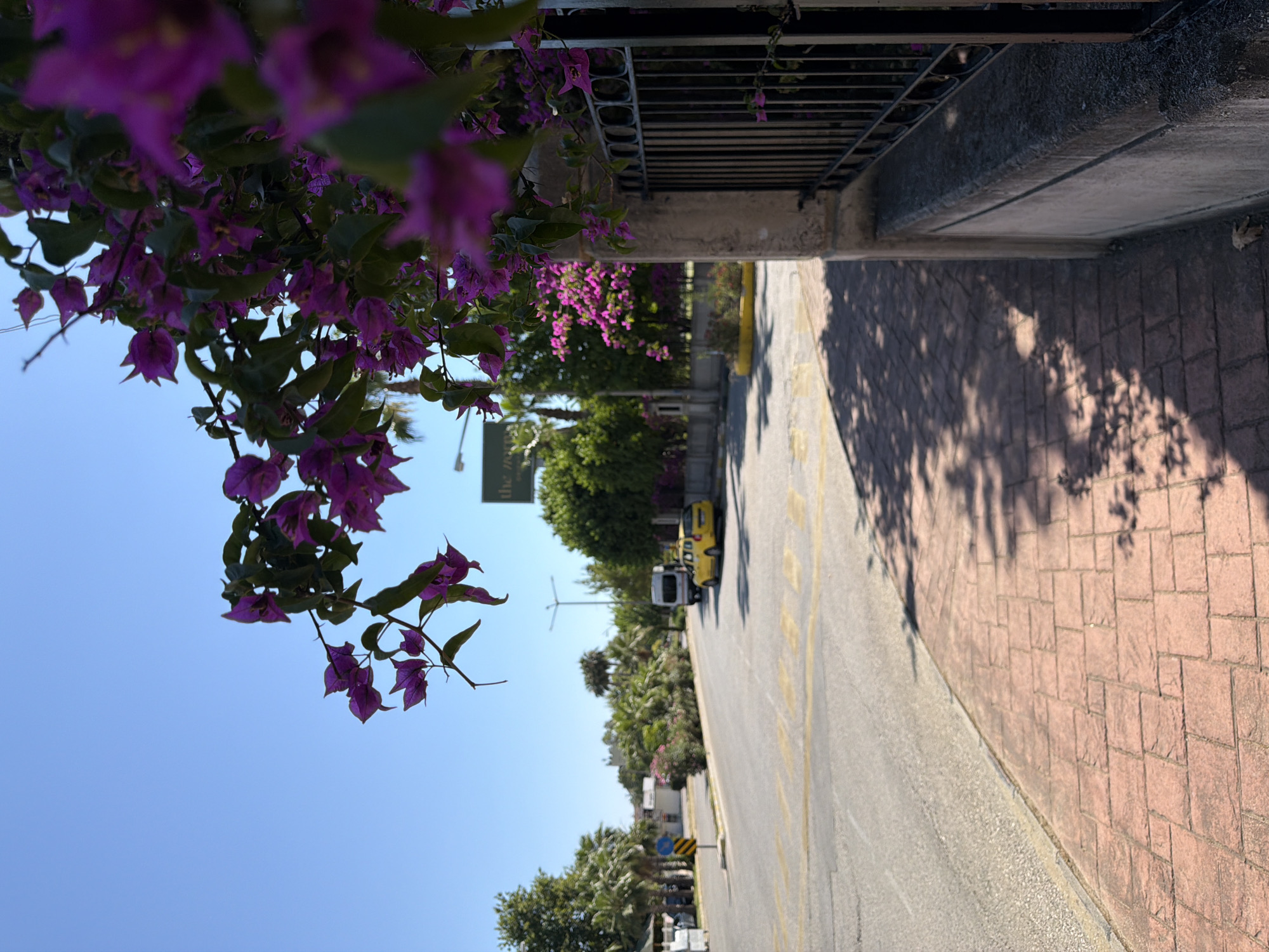 This is a low-angle, rotated photograph taken outdoors on a sunny day. In the foreground, a branch of vibrant purple bougainvillea flowers hangs into the frame, its leaves and blossoms sharply in focus against a clear blue sky.
Beyond the flowers, a street is visible, paved with asphalt and marked with yellow lines. To the right of the street, a sidewalk made of red brick pavers is illuminated by dappled sunlight, casting shadows of leaves and branches. A dark, ornamental metal fence runs along the edge of the sidewalk.
Further down the street, several objects are visible: a small white van and a bright yellow vehicle, possibly a taxi or a service vehicle. Beyond the vehicles, lush green trees and some palm trees form a dense backdrop, suggesting a warm climate. A few buildings are peeking through the foliage. A signpost with a yellow and black striped warning sign is also present.
The overall impression is a bright, warm day in a place with abundant vegetation, likely a Mediterranean or tropical location. The low angle and rotation of the photo draw attention to the flowers and the sky, creating a sense of looking up. No people are visible in the image.