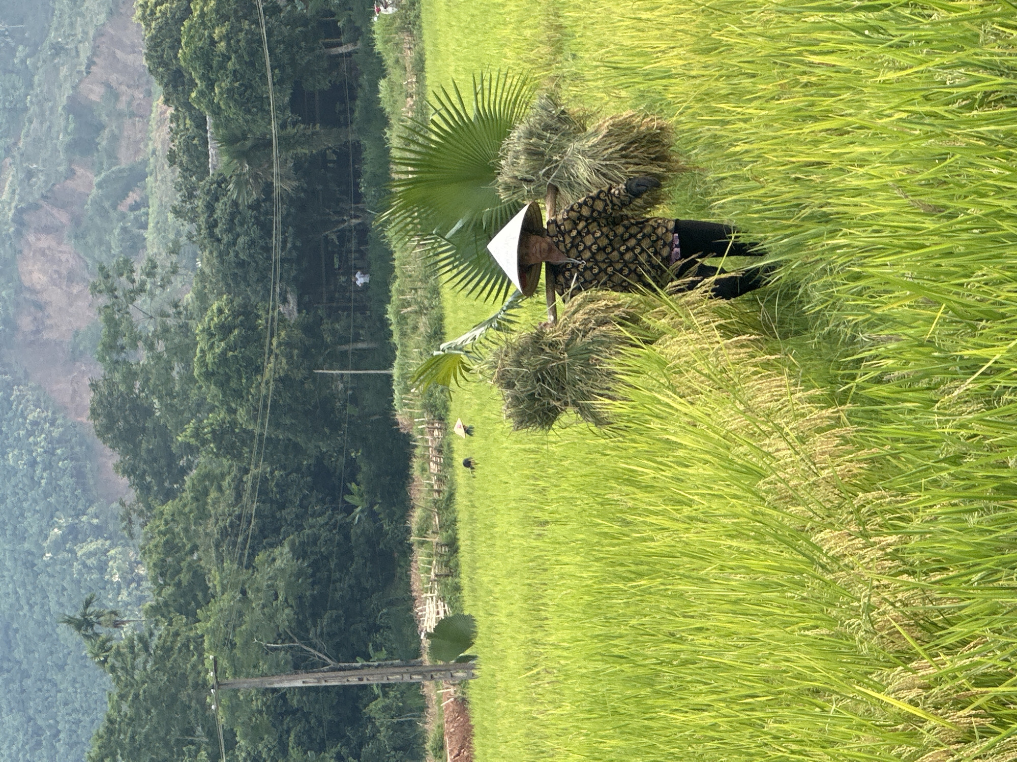 This vibrant, vertically oriented image captures a rural agricultural scene in Nghia Do, Vietnam. The central subject is a person, likely a farmer, wearing a traditional Vietnamese conical hat (nón lá) and a patterned long-sleeved shirt over dark pants. They are situated in a lush, tall green rice paddy, carrying two large, freshly harvested bundles of rice stalks over their shoulders. A prominent, fan-shaped palm frond stands next to them.
The foreground and much of the mid-ground are dominated by the dense, green stalks of ripe rice, with some golden ears indicating the time of harvest. In the background, a thick line of various trees separates the rice field from distant, hazy green mountains or hills. A wooden utility pole with overhead wires is visible on the left side of the frame. Further into the field, near a rustic fence line, two white birds, possibly egrets, are faintly visible.
The scene is illuminated by bright daylight, suggesting a clear day, likely late morning or early afternoon. The atmosphere conveys a sense of industrious farming life amidst a picturesque natural landscape, typical of rural Vietnam. There is no visible text in the image.