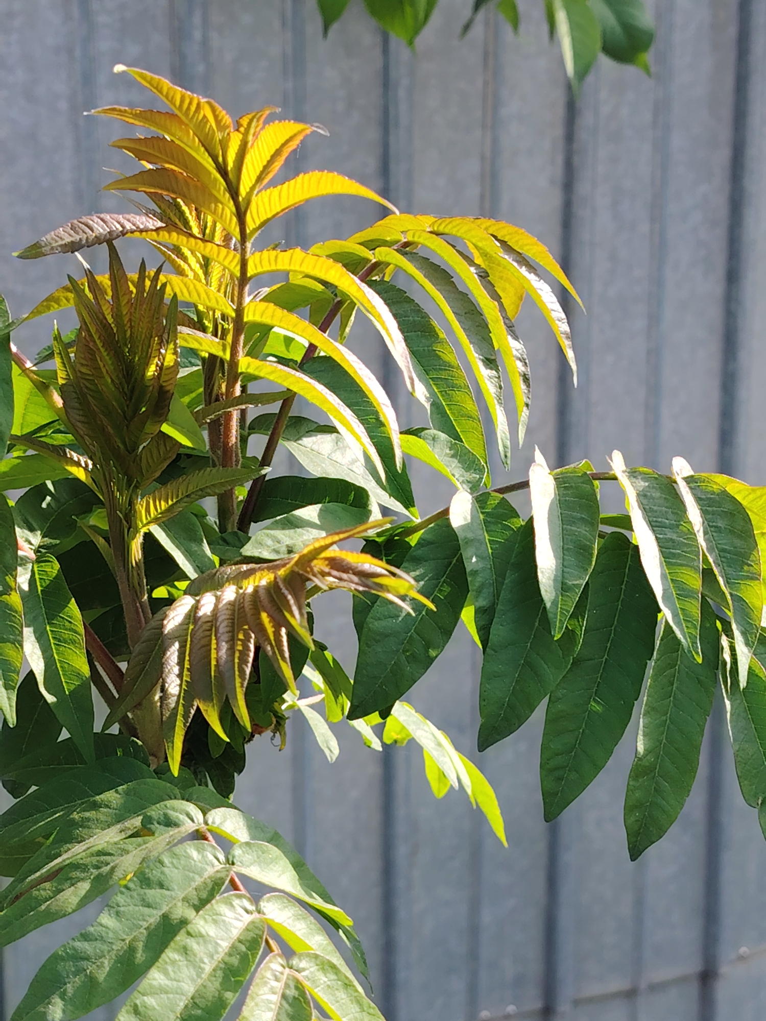 The image shows a close-up view of a Sumac plant with its distinctive compound leaves, photographed in an outdoor setting in Бараўлянскі сельскі Савет, Belarus. The leaves display various shades of green, with some newer growth exhibiting yellow and reddish hues. The plant is positioned against a corrugated metal fence, which serves as the backdrop. The lighting is bright, with sunlight casting shadows on the leaves and highlighting their textures. There are no people or other discernible objects in the scene besides the plant and the fence.