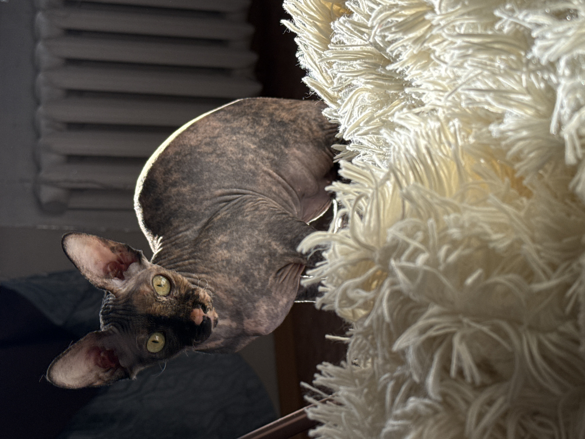 A hairless cat with mottled gray and brown skin, large ears, and yellowish-green eyes is positioned at the left side of the image, appearing to look directly at the viewer. The cat's body is curved, with its back catching the light and showing detailed skin texture. To the right of the cat is a large, fluffy, off-white object, possibly a rug or blanket, with numerous strands creating a voluminous texture. The background is dimly lit, featuring a window with horizontal blinds and some darker, indistinct shapes. The location and city are unknown.