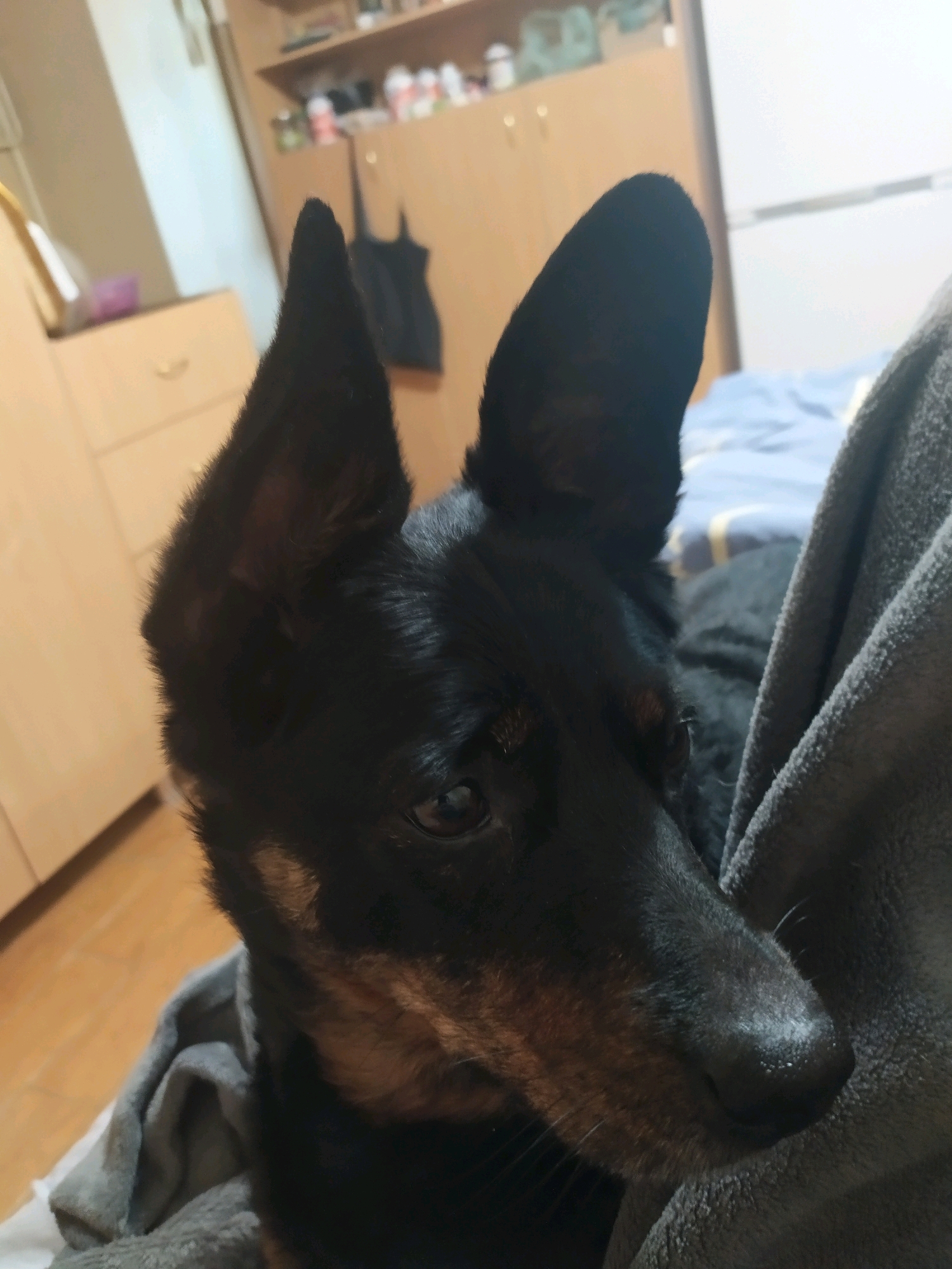 The image is a close-up portrait of a black and tan dog, possibly a mixed breed with prominent upright ears, resting on a gray blanket. The dog's head is angled to the right, with its nose and a portion of its face in sharp focus. The background is blurred and suggests an indoor domestic setting. To the left of the dog, a light-colored dresser with drawers is visible. Behind the dog and slightly to the right, shelves stocked with various items are present, along with a white appliance, possibly a refrigerator. The overall lighting is dim, with the light source appearing to be from the left. The image does not provide any specific geographical markers to identify the location within Mykolaiv, Ukraine.