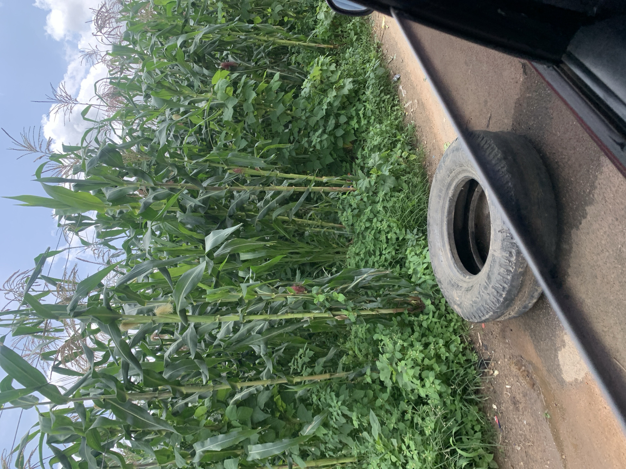 A wide shot shows a roadside scene with a field of tall cornstalks on the left, bordering a dirt and gravel road. In the foreground, a worn-out tire lies on the side of the road. The sky above is partly cloudy. The camera appears to be positioned inside a vehicle, with the edge of a car door visible in the lower right corner.