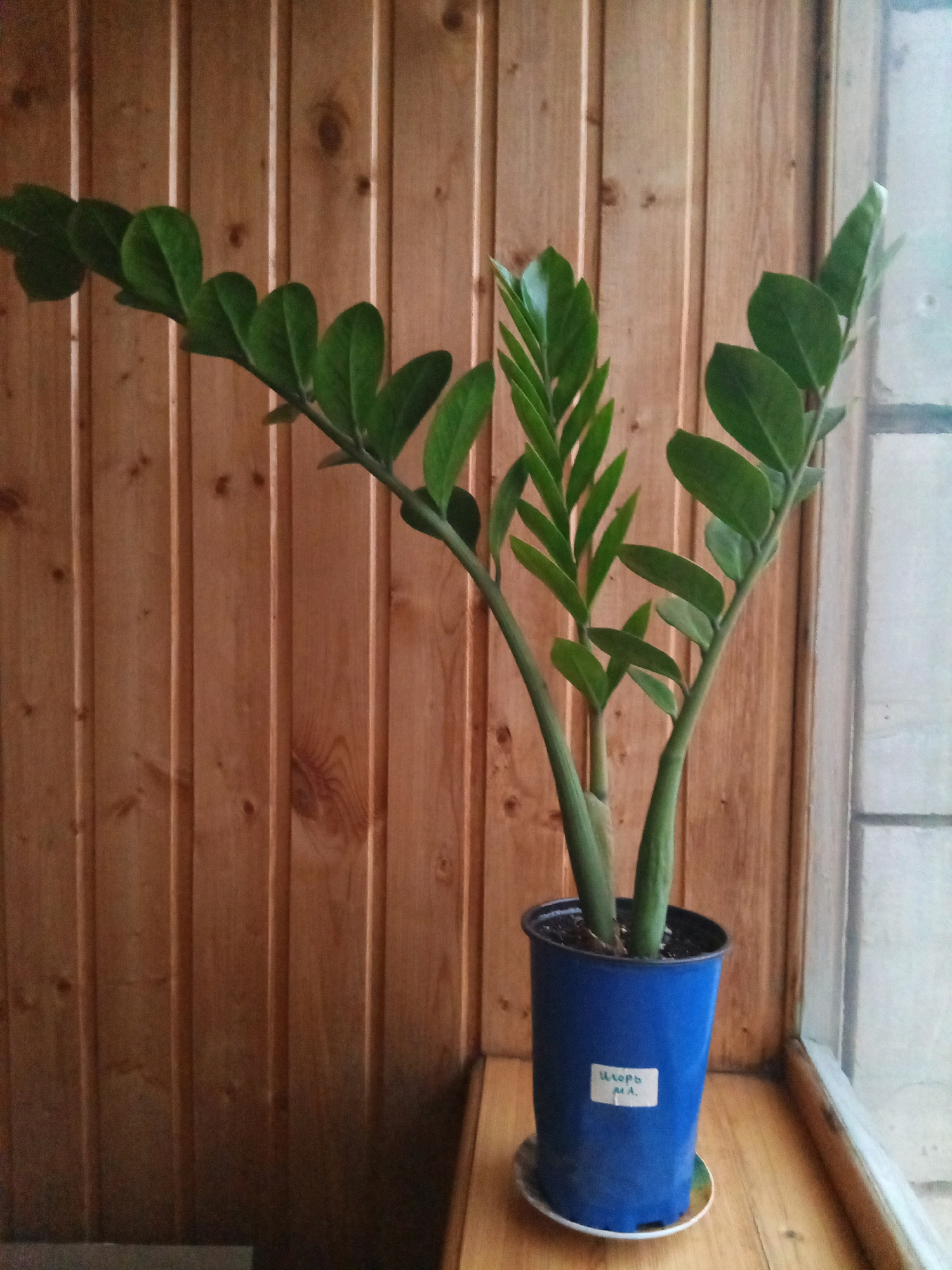 The image shows a potted ZZ plant, also known as *Zamioculcas zamiifolia*, placed on a wooden surface near a window. The plant has multiple stems with glossy, dark green leaves. The pot is a bright blue plastic container with a white label on it that appears to have Cyrillic writing. The background consists of vertical wooden planks, suggesting an indoor setting. The lighting appears natural, coming from the window, and there is a subtle shadow cast by the plant. There are no people or animals present in the image. The setting does not provide any specific visual cues to definitively place it in Kazan, Russia.