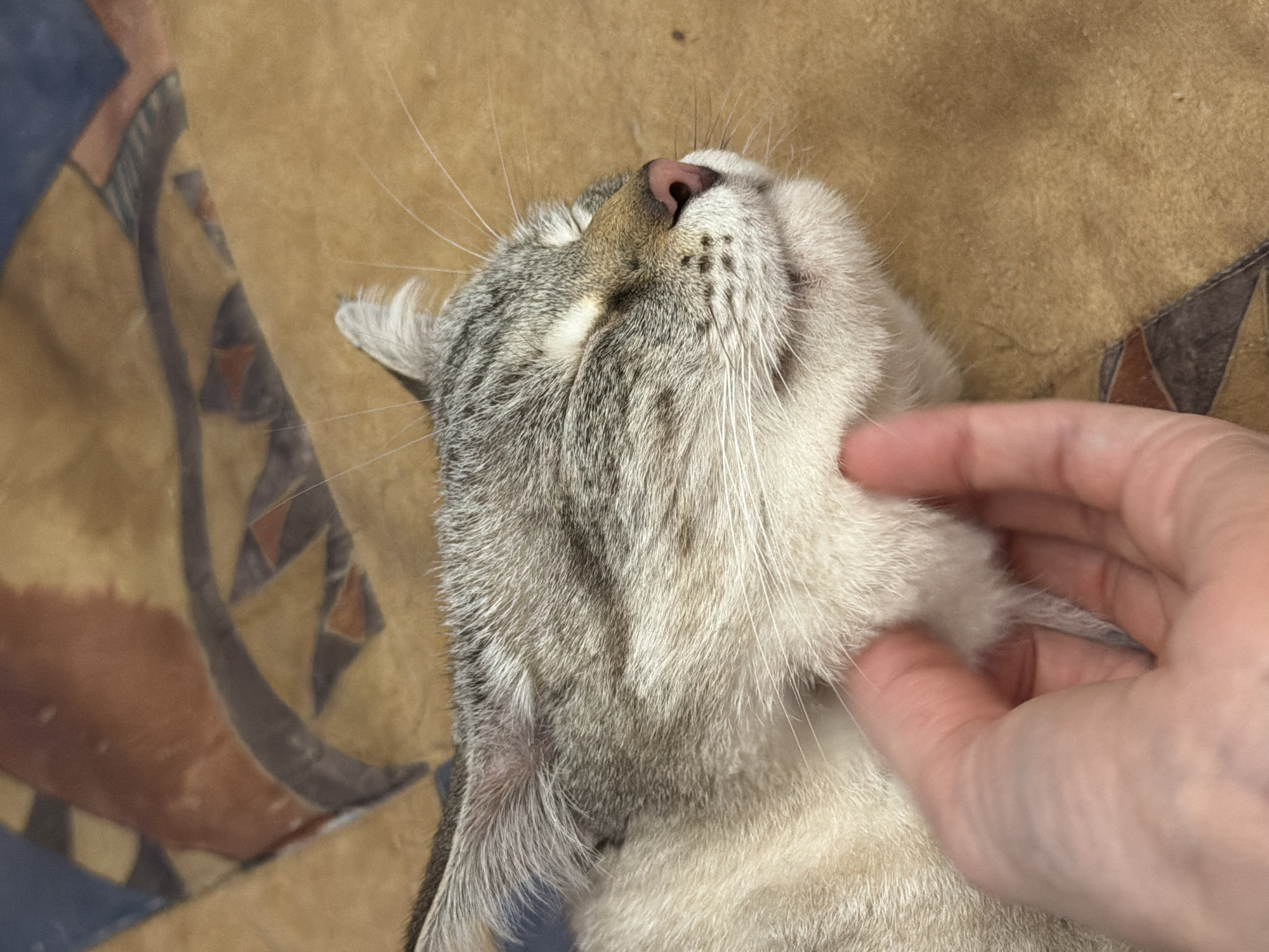An upward-facing close-up shot captures a silver and white tabby cat being petted by a human hand. The cat is lying on a soft, yellowish-brown blanket or fabric, visible in the background, which features a geometric pattern in shades of blue and brown on the left and bottom right.
The cat's head is tilted back, exposing its pink nose and white fur around its mouth and chin, adorned with long, prominent whiskers. Its eyes are mostly closed or squinted, indicating contentment as the hand gently scratches or rubs the fur under its chin and along its neck. The cat's fur is a mix of light grey and white with darker tabby markings visible on its head and ears.
The human hand, with visible fingers and fair skin, is blurred due to motion or shallow depth of field, suggesting active petting. The overall scene conveys a moment of affectionate interaction and relaxation between the pet and its owner in an indoor setting, likely in Perm, Russia. No text is visible in the image.