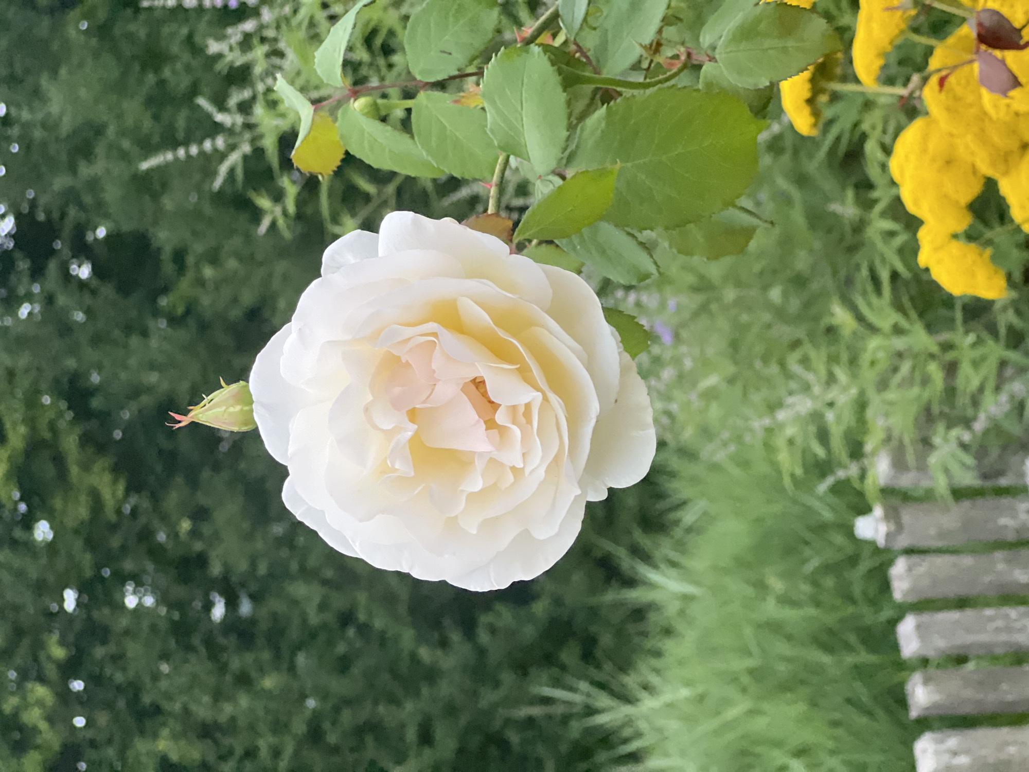 In Moosburg, Germany, a white rose is the focal point of the image, its delicate petals unfurling to reveal a soft yellow center. The rose is positioned in the foreground, with a single, unopened bud perched above it. Surrounding the rose are lush green leaves and thorny stems, hinting at the plant's natural growth. In the background, a blurred expanse of green foliage creates a soft bokeh effect, suggesting a garden setting. To the left of the rose, a weathered wooden fence stands partially obscured by tall, green grass. In the lower right corner, a cluster of vibrant yellow flowers adds a splash of contrasting color to the scene. The overall impression is one of a tranquil, blooming garden on a summer day.