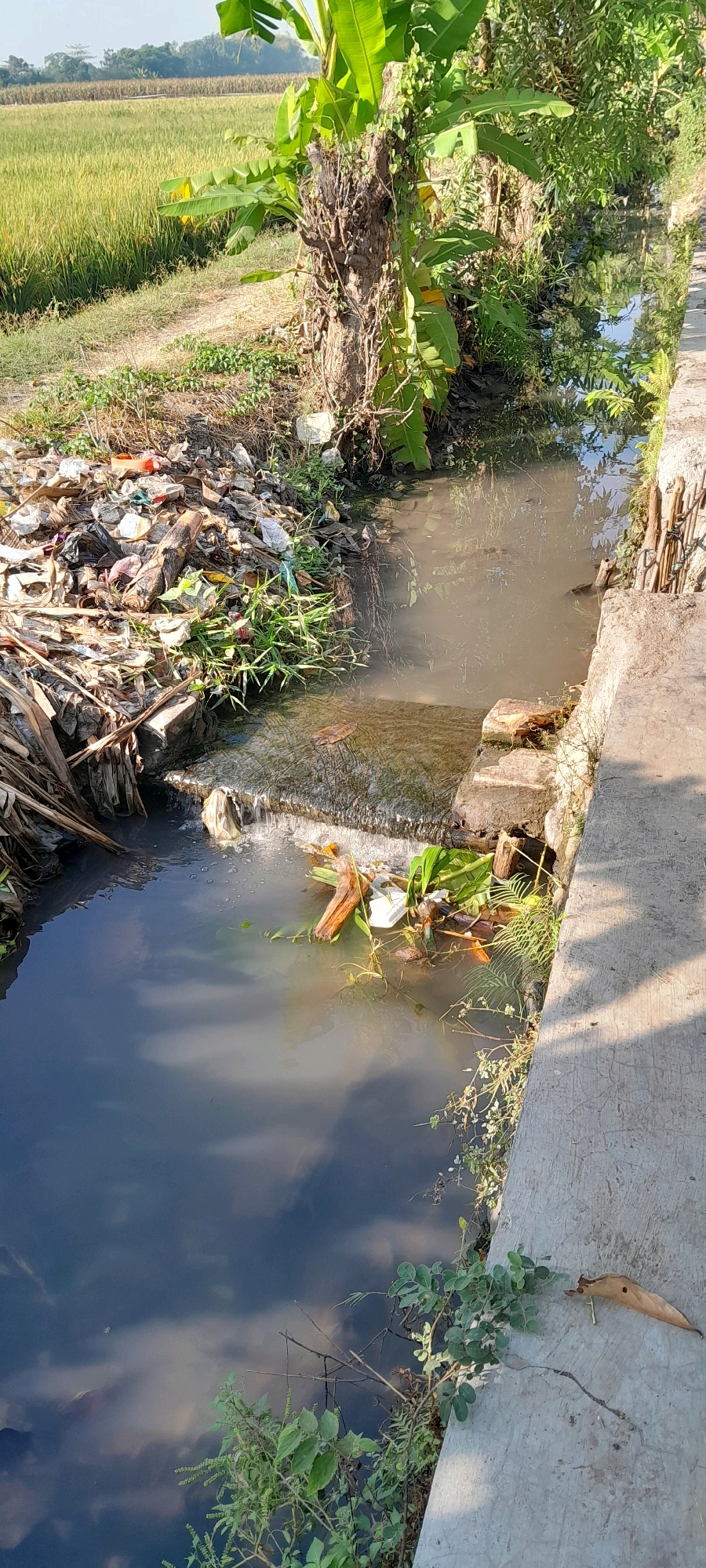 This image depicts a polluted canal on the outskirts of Bendungan, Indonesia. The canal is filled with debris, including plastic waste, leaves, and branches. The water is murky and discolored, reflecting the presence of pollutants. To the left of the canal, a large pile of trash is visible, contributing to the environmental degradation of the area. A rice paddy field stretches into the background, contrasting with the otherwise natural landscape. A concrete structure runs along the right side of the canal, possibly a pathway or irrigation channel. The scene suggests a lack of proper waste management and environmental care in the area. There are no people or animals visible in the image.