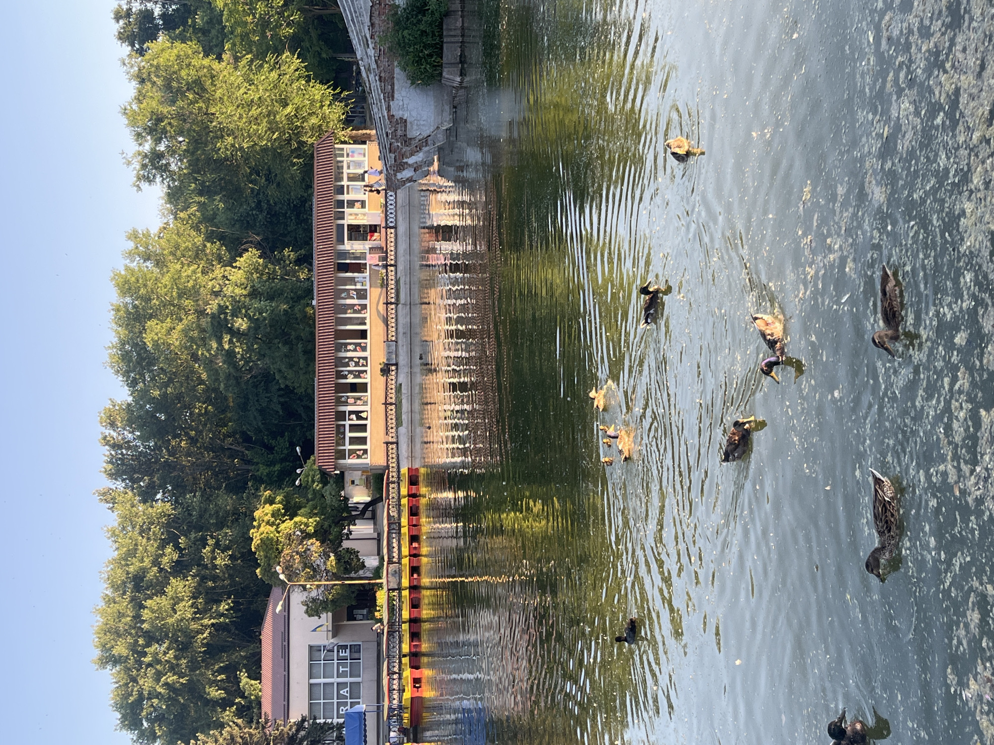 The image depicts a serene canal in the city of Dnipro, Ukraine. The canal is bordered by lush green trees and several buildings, including a low-rise structure with a red roof and large windows, and another building with a similar architectural style further in the background. In the foreground, a group of ducks are swimming in the water. The water is calm, reflecting the surrounding trees and buildings, and the sky is a clear, pale blue, suggesting it is either early morning or late afternoon. Several yellow and red pedal boats are moored along the canal's edge, indicating a recreational area. The overall scene evokes a sense of tranquility and natural beauty within an urban setting.