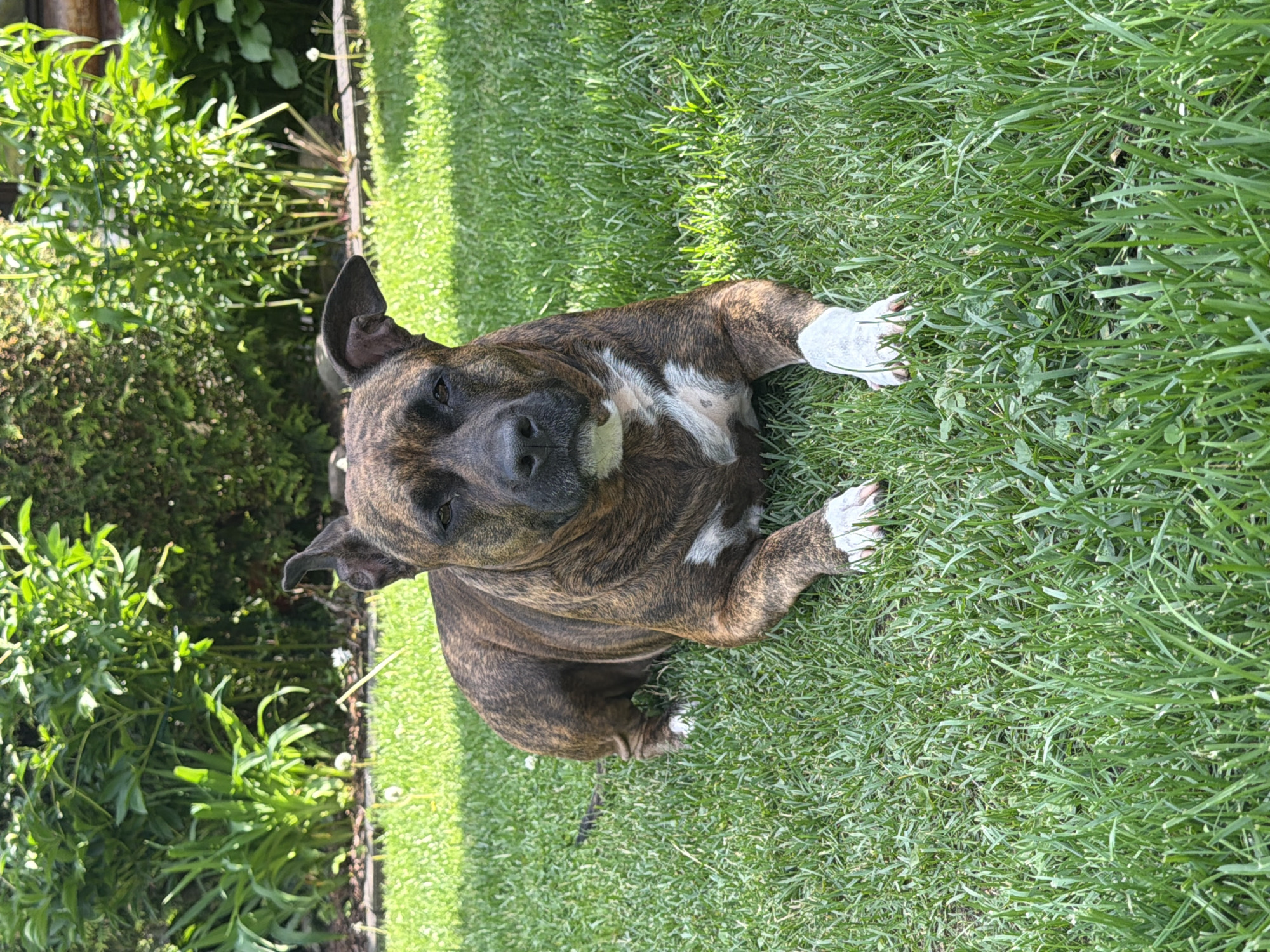 A brindle-colored dog is lying on a lush green lawn in a backyard. The dog's fur has a mix of dark brown, black, and lighter brown stripes, with white markings on its chest and paws. It is looking directly at the camera with a relaxed expression. Behind the dog, a variety of green plants and bushes are visible, suggesting a well-maintained garden. The sunlight casts shadows on the grass, indicating it is a sunny day. This scene appears to be set in a residential area, likely a private garden, given the presence of plants and a grassy lawn. The location is identified as Baloži, Latvia, a city known for its suburban character and natural surroundings.