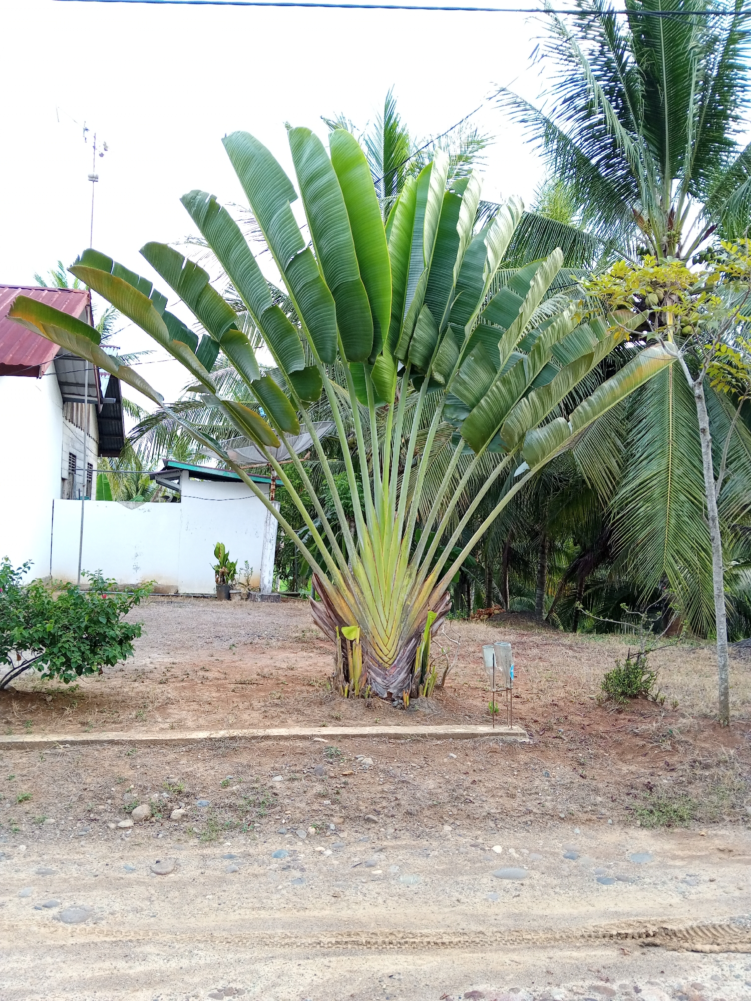 A medium-shot, eye-level outdoor photograph captures a Ravenala madagascariensis, commonly known as the Traveler's Palm, standing prominently in a dry, dusty yard. The palm's large, fan-shaped leaves spread out from a central trunk, with some leaves showing signs of wear and tear. In the background, a white building with a reddish-brown roof is visible to the left, suggesting a residential or commercial structure. A small, green bush sits to the left of the palm, and further in the distance, a dense cluster of palm trees creates a lush backdrop. The ground is covered in a mix of dirt, small stones, and dry grass. Tire tracks are visible on the dirt path in the foreground. The sky is bright and overcast, indicating daylight. The scene appears to be located in a rural or semi-rural area, likely Uteunbunta, Indonesia, given the tropical vegetation and architecture. There are no people or animals present in the image.