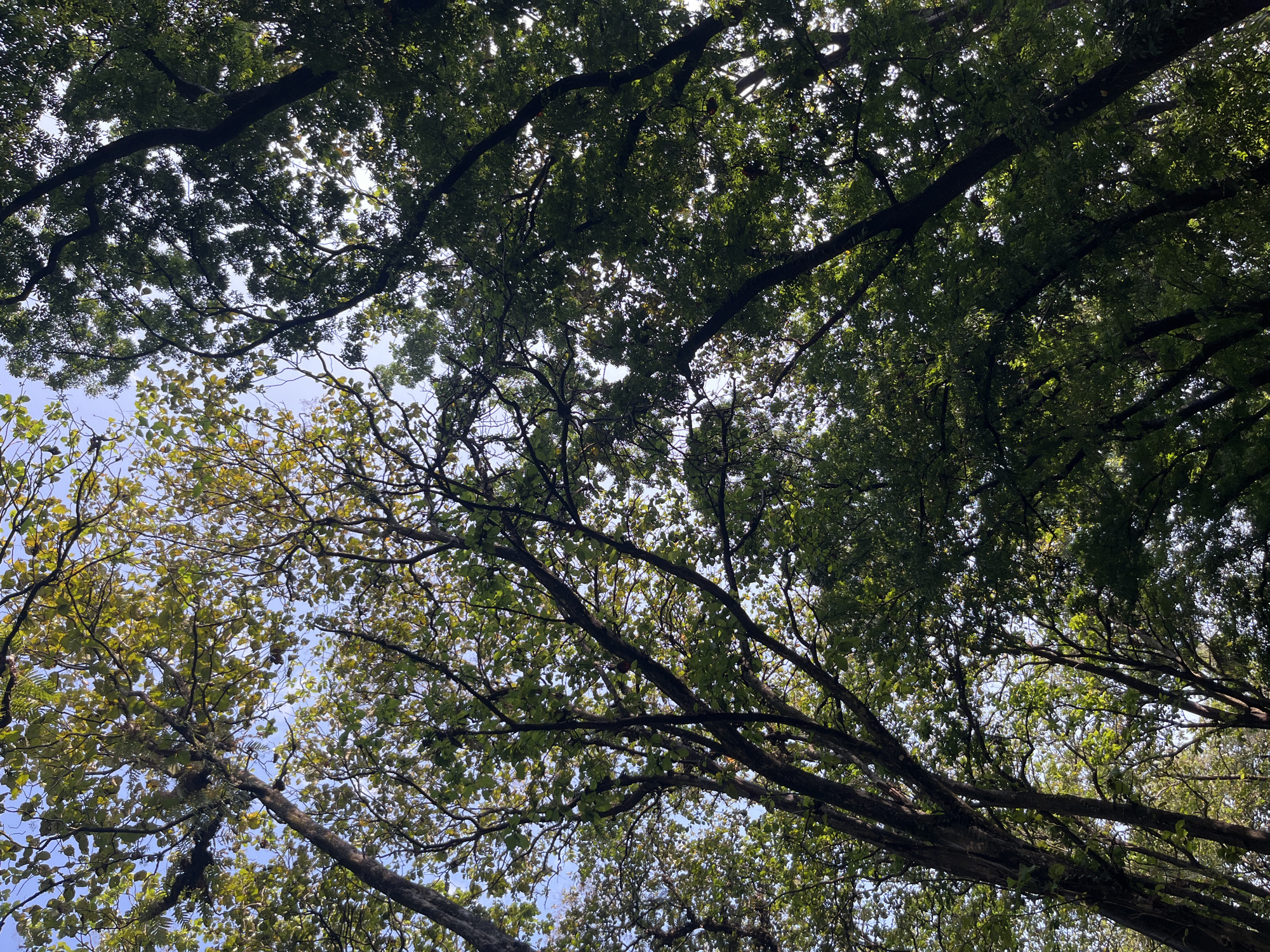 The image shows a canopy of tall trees with lush green foliage, viewed from below looking upwards towards the sky. Sunlight filters through the leaves, creating a dappled light effect. The branches of the trees are interwoven, with some leaves showing hints of yellow, suggesting it might be autumn or a transition period. The sky is visible in patches through the dense leaves, appearing bright and clear. The overall impression is one of being immersed in a dense forest or park. The location is in the city of Legogsari, Indonesia.