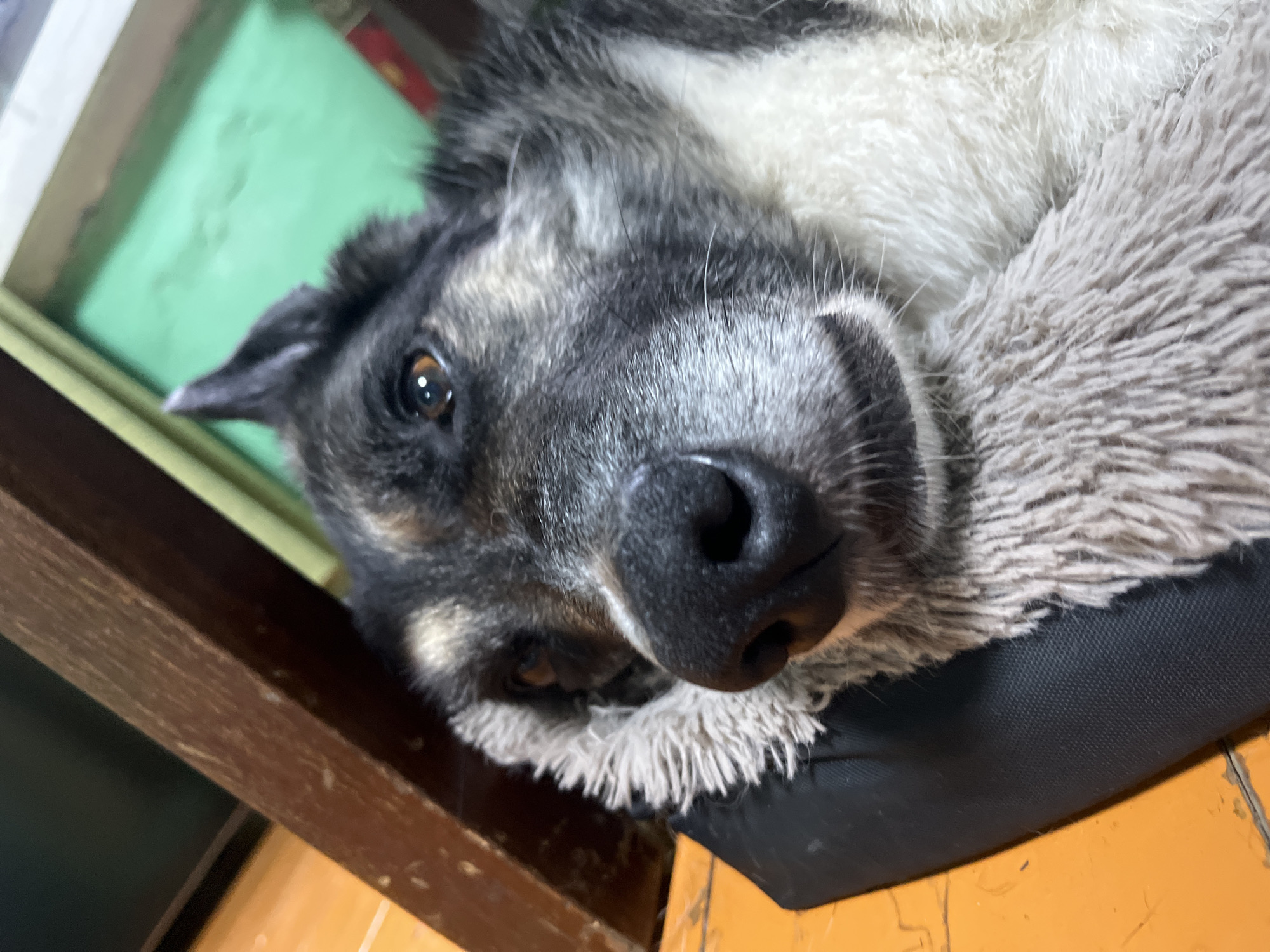 This is a close-up, tilted, eye-level photograph of a dog lying down. The dog has dark and grey fur with lighter markings around its muzzle and eyes. Its eyes are a warm brown color and appear to be looking directly at the camera. The dog is resting on a plush, grey dog bed, which is on a black surface. In the background, a green surface is visible, possibly a wall or a shelf, along with wooden elements that appear to be furniture. The lighting suggests it is indoors, likely during the day, with no specific weather cues. The dog's expression is relaxed, and it appears comfortable. There is no visible text in the image. The overall scene depicts a pet in a domestic setting.