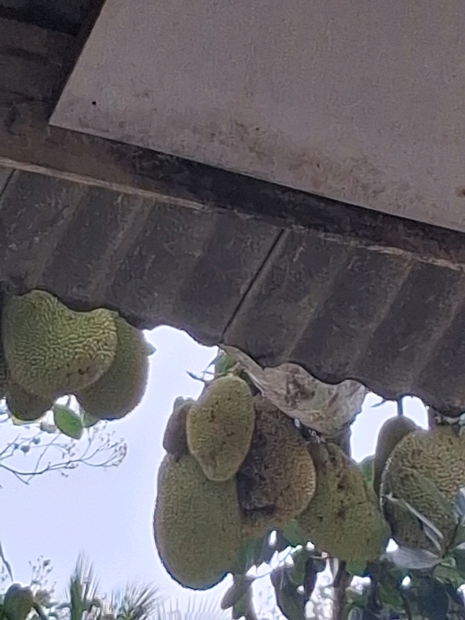 In Medono, Indonesia, an underpass roof is partially obscured by several jackfruits hanging from branches. The roof appears to be made of corrugated material, possibly asphalt shingles, with a lighter-colored, flat section above it. The jackfruits are green and spiky, with some appearing to be ripe. The sky in the background is a pale blue, suggesting daylight. The image is taken from a low angle, looking up at the roof and the fruit.
