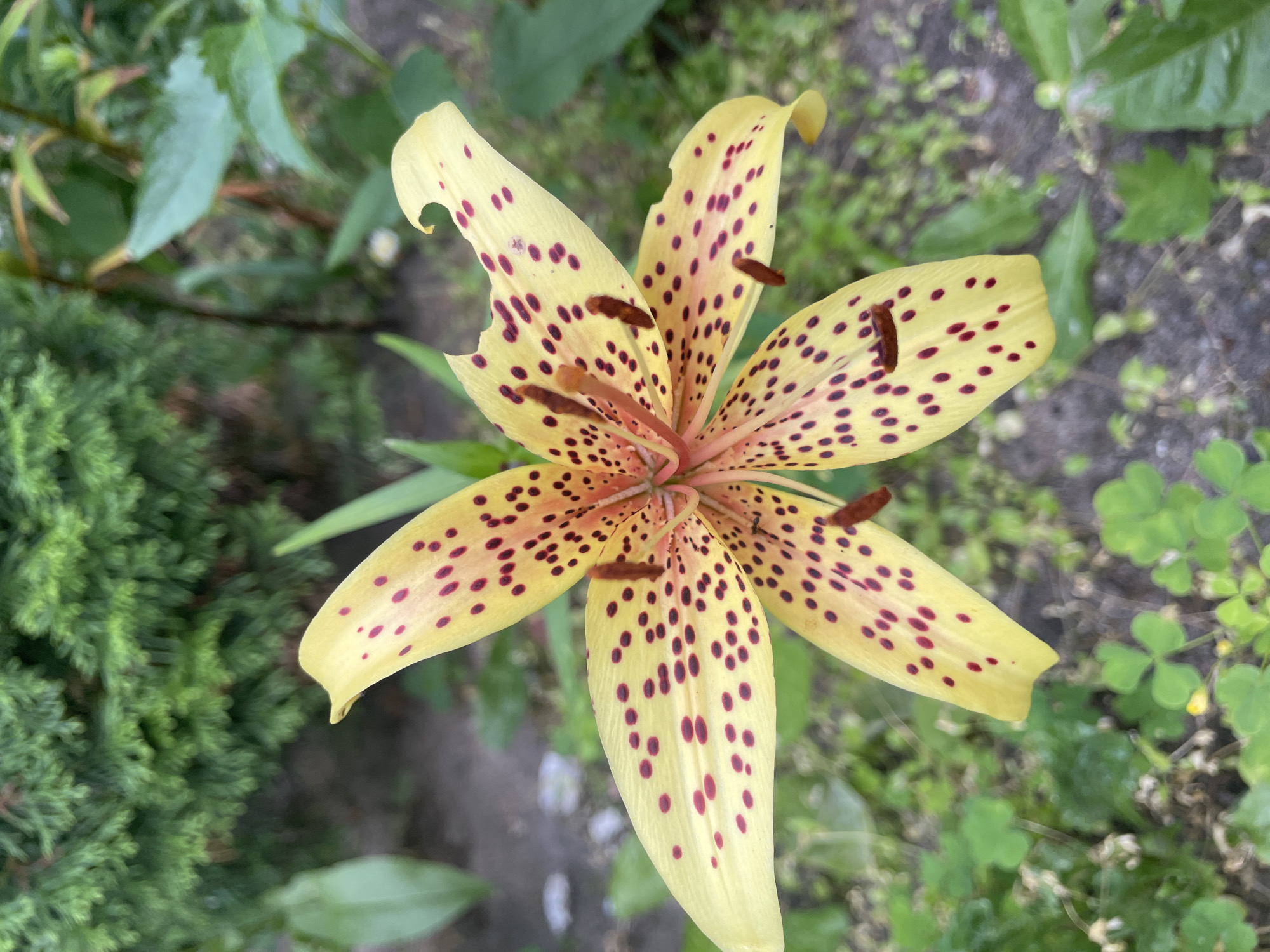 A close-up, high-angle shot shows a yellow lily with dark red spots in a garden setting. The lily has six petals, some of which are curled or have small holes. The stamens are visible in the center of the flower. The background is a blur of green foliage and dark soil, suggesting an outdoor environment. The image does not contain any elements that would allow for determination of its location within the city of Brest, Belarus.