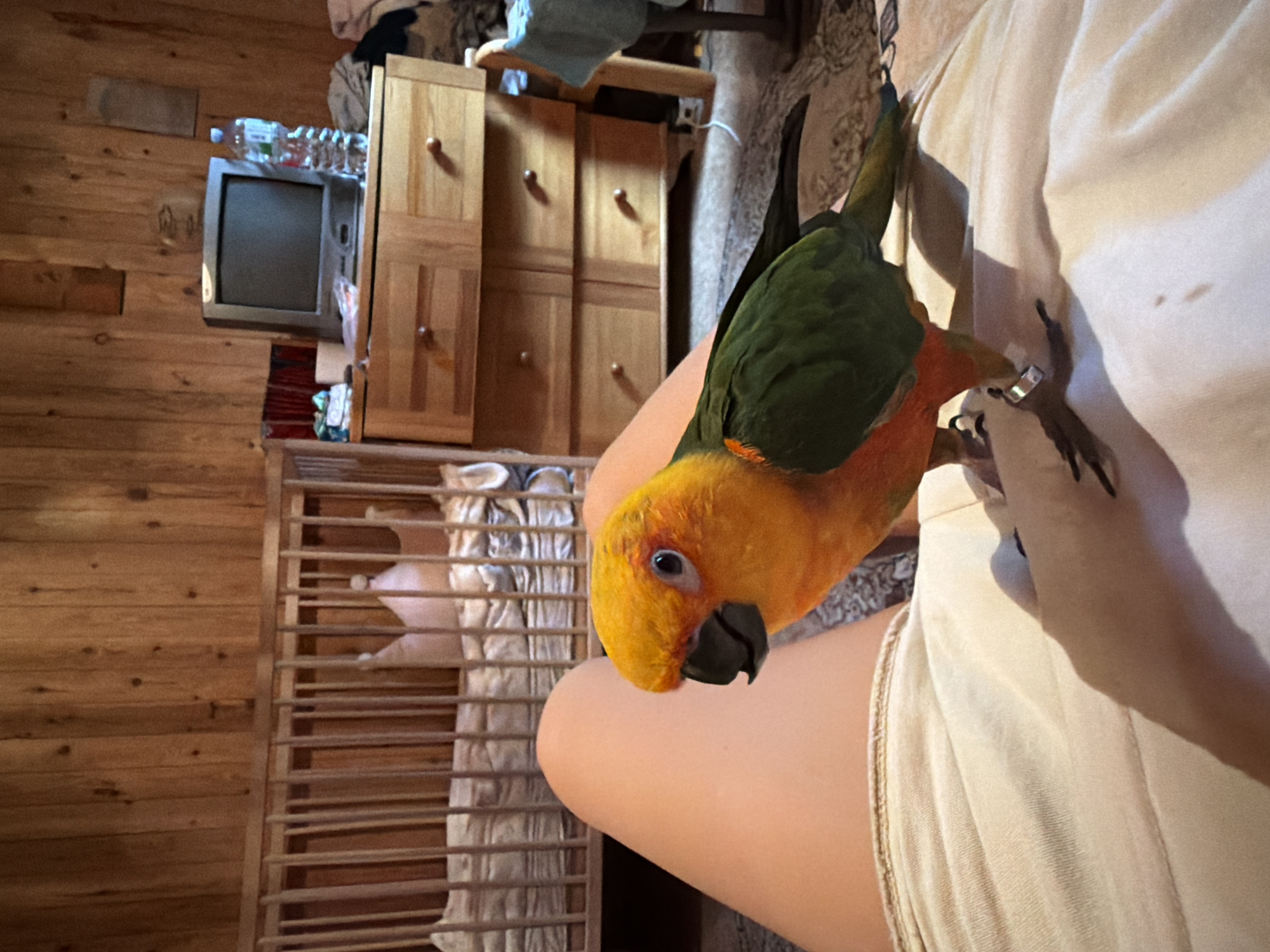 In an indoor setting with wooden paneled walls, a sun conure parrot is perched on a person's thigh. The parrot has bright orange and yellow plumage on its head and chest, with green wings and tail. It is wearing a silver band on one leg. The person's legs are visible, wearing light-colored shorts. In the background, a wooden crib with a pink crown-shaped cushion is partially visible. To the right of the crib is a wooden dresser with several drawers, topped with a small television, a bottle of water, and some folded clothes. A patterned rug covers the floor. The scene appears to be a domestic environment.