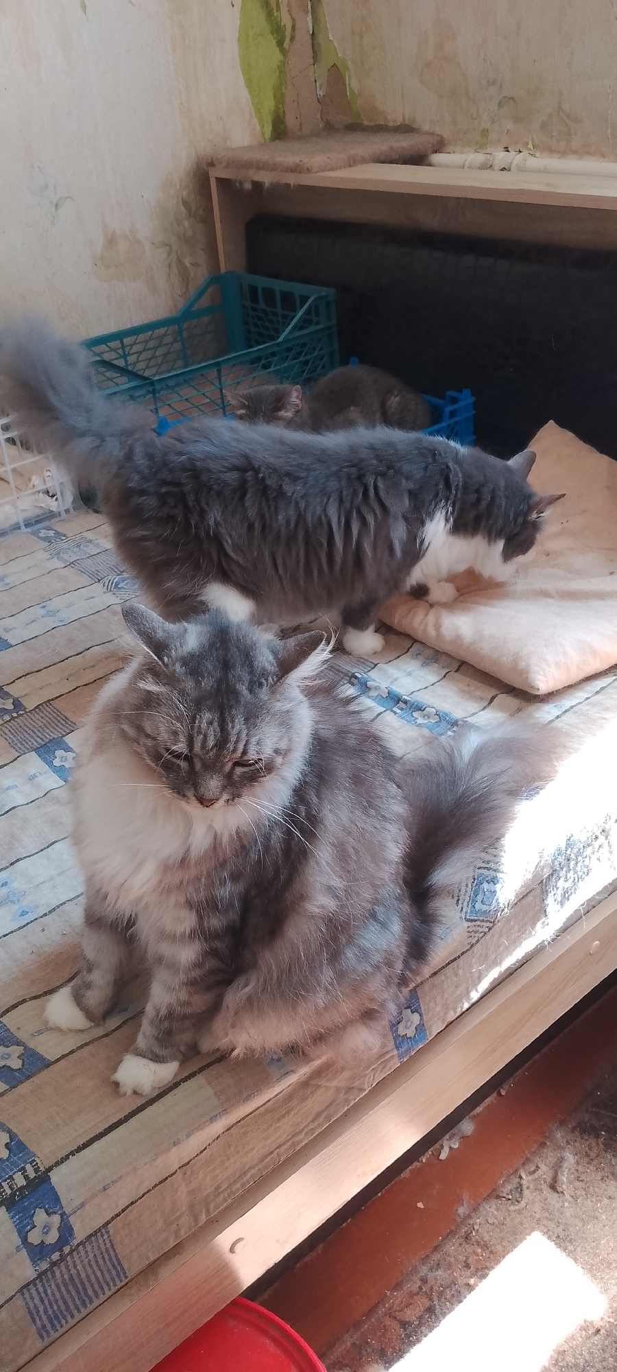 The image depicts an indoor scene with two long-haired cats in the foreground and background. The cat in the foreground is a tabby and white cat sitting on a bed with a striped blanket. The cat in the background is a grey and white cat with a long tail, standing on the same bed and facing away from the camera. Behind the cats, there is a teal plastic crate and a shelf with a dark object on it. The wall in the background appears old and peeling. The scene appears to be in a domestic setting, likely a bedroom or living area. The image does not provide any specific visual cues to determine its location within Belgorod, Russia.