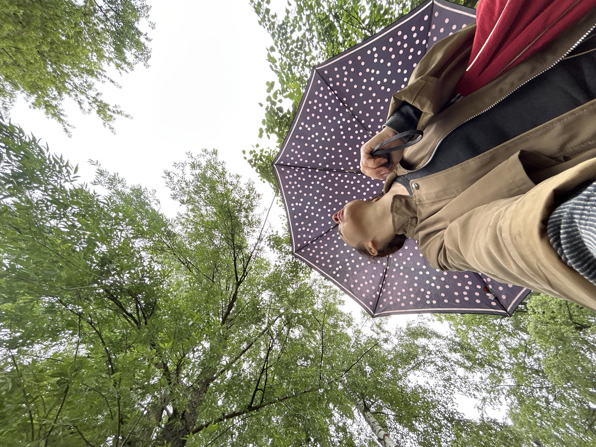 A low-angle, upward-looking shot captures a person holding an open umbrella against a bright, overcast sky, framed by lush green trees. The subject, partially visible on the right side of the frame, is seen from the chest up. Their head is tilted slightly back, looking upwards or forward, with only the chin, mouth, and lower part of the face visible. They are wearing a tan or light brown jacket over a dark shirt, with a flash of red fabric (possibly a scarf or jacket lining) near the collar. One hand, holding the strap of the umbrella, is also visible.
The umbrella, dark in color (likely black or dark blue), features numerous light-colored polka dots, which appear pink or white. It is angled to shield the person from above. The background is dominated by the vibrant green foliage of various deciduous trees, with some appearing to have slender leaves, suggesting species like willow or birch. The sky, a bright white, indicates an overcast or diffused light condition, rather than direct sunlight. The setting is outdoors, possibly a park or wooded area. There is no visible text in the image. This scene takes place in Chaikovsky, Russia.