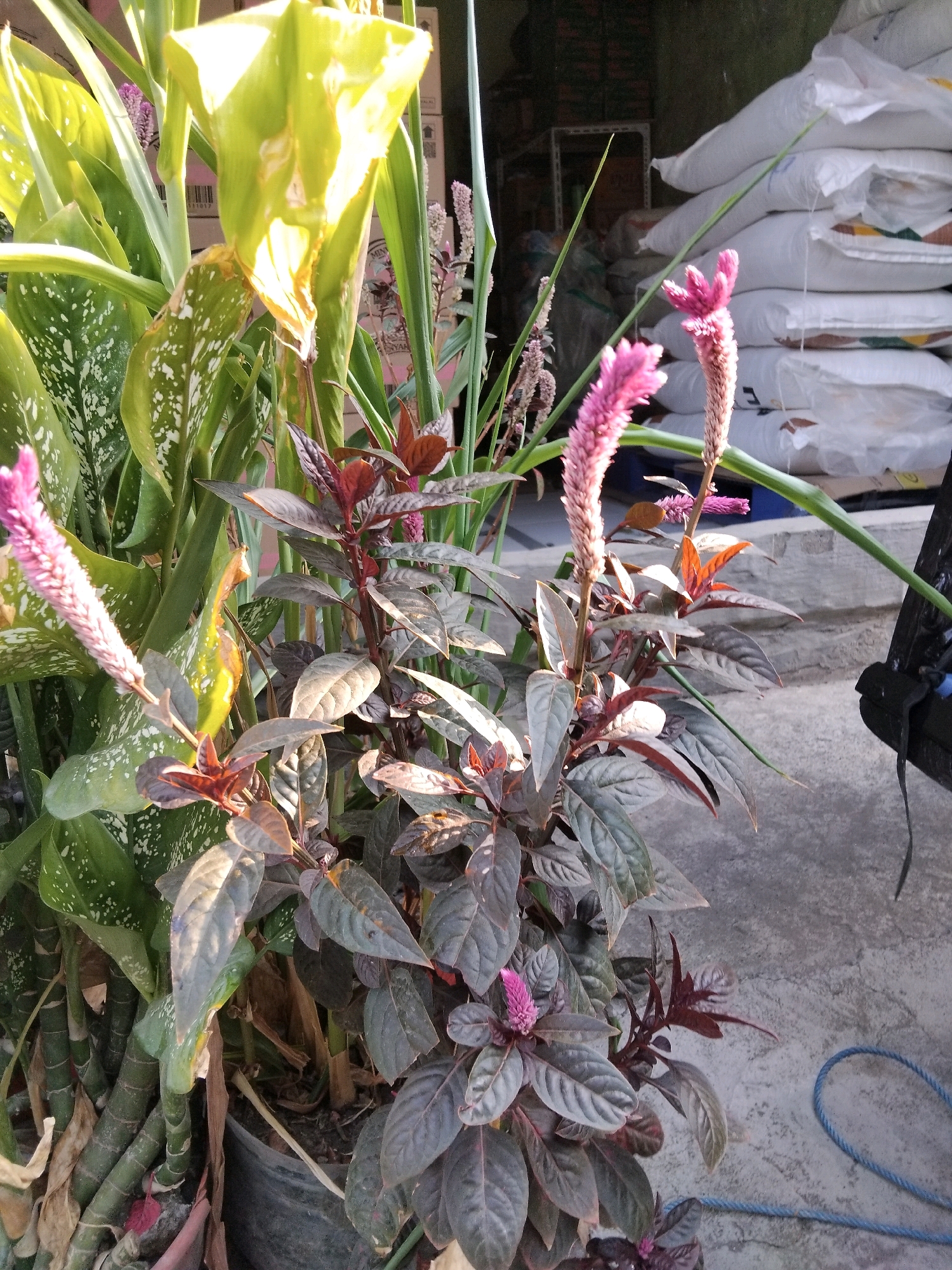The image shows a close-up view of several plants with pinkish-purple flowers in the foreground. The plants have dark reddish-purple leaves with some lighter green foliage visible behind them. In the background, there is a stack of white sacks, likely grain or fertilizer, leaning against a wall or structure. The ground appears to be concrete. The scene is outdoors, with natural lighting. There are no people visible in the image. The location is specified as Berbek, Indonesia.
