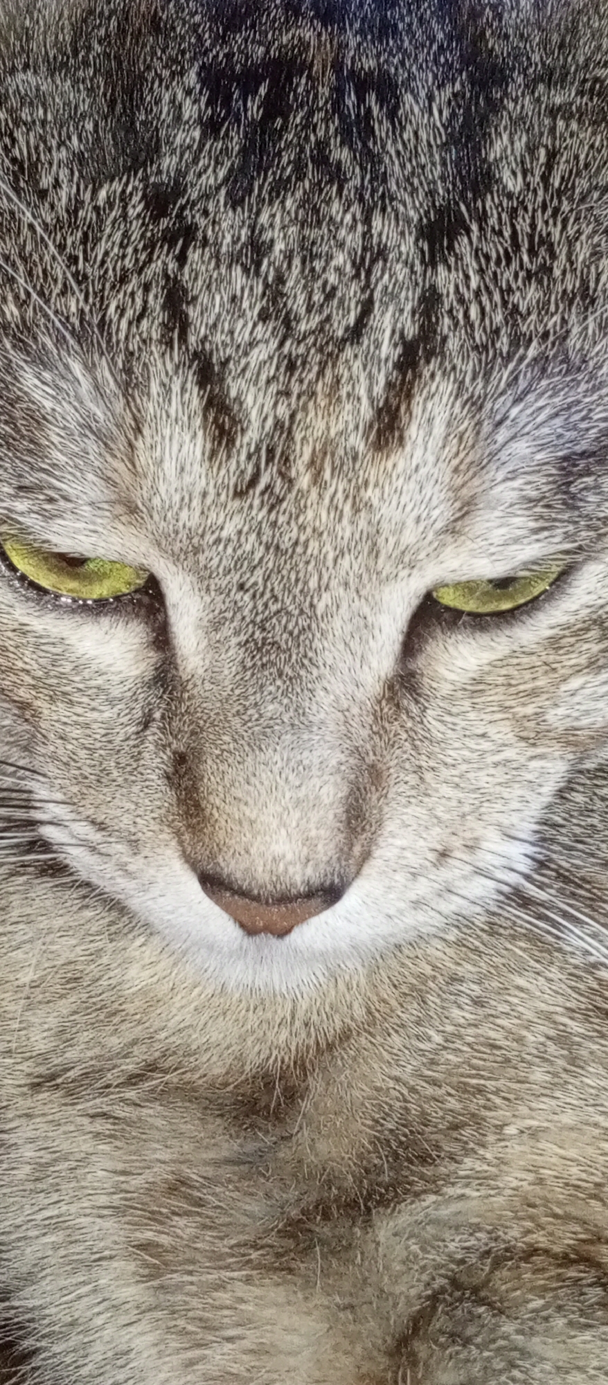This is a close-up, head-on, vertical photograph of a tabby cat's face. The cat has green eyes with dark pupils, which are partially closed, giving it a somewhat stern or sleepy expression. Its fur is a mix of gray, black, and white, with distinct tabby markings. The cat's nose is pinkish-brown, and its mouth is not clearly visible. The image is tightly cropped, focusing solely on the cat's facial features. There is no discernible environment or location, city, or country mentioned or depicted.