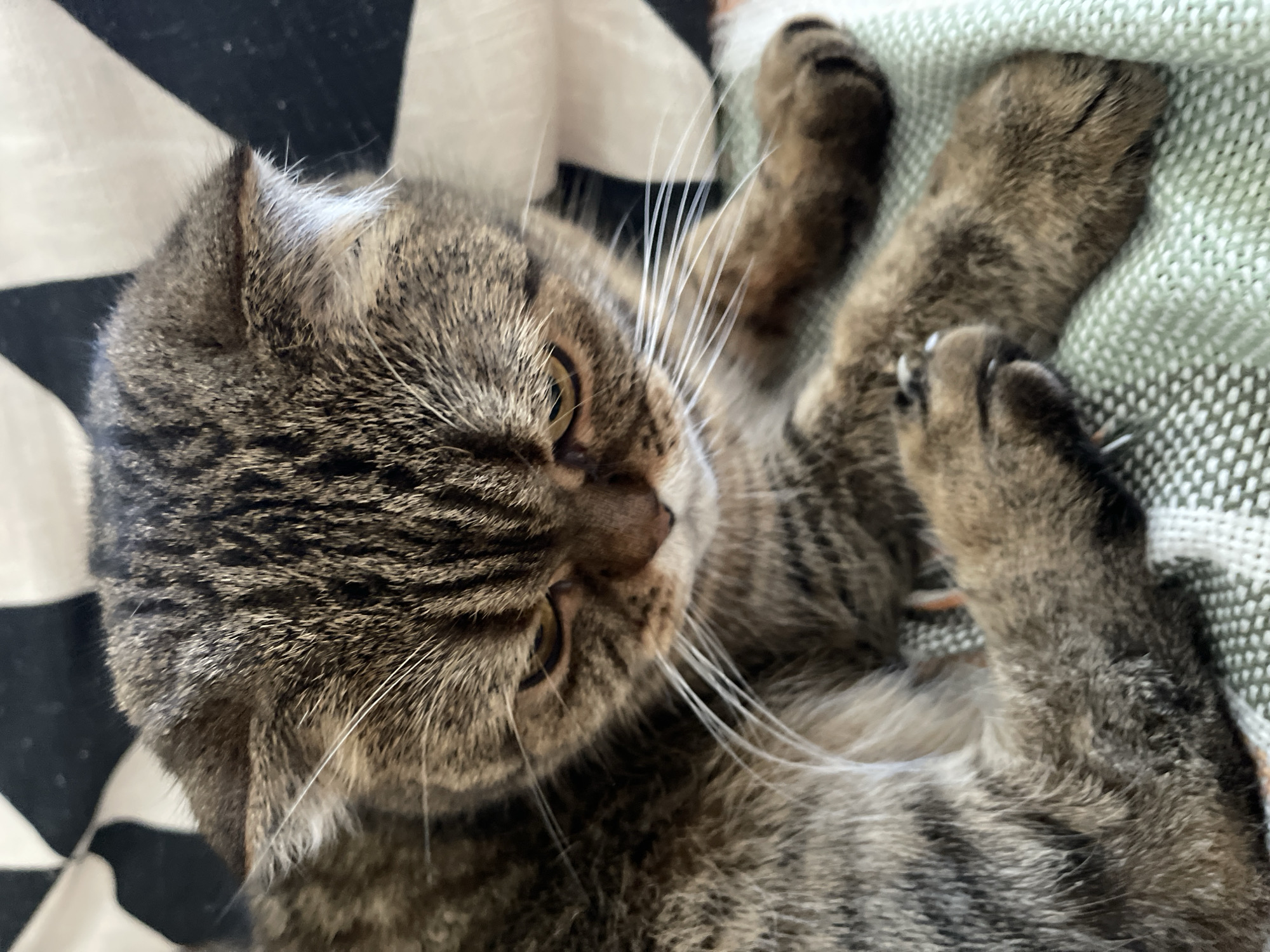 The image is a close-up, overhead shot of a tabby cat lying down on a patterned surface. The cat's fur is a mix of brown, black, and gray stripes. Its head is tilted to the left, with one eye visible and partially closed. The cat's ears are folded back slightly. Its front paws are extended upwards and to the right, revealing sharp claws. The background features a black and white geometric pattern, possibly a blanket or cushion, and a textured green surface, which could be another piece of fabric. The lighting appears to be natural, suggesting it might be daytime. The cat seems relaxed and possibly dozing. There is no visible text in the image. The context provided indicates the location is Dzerzhinsk, Russia.