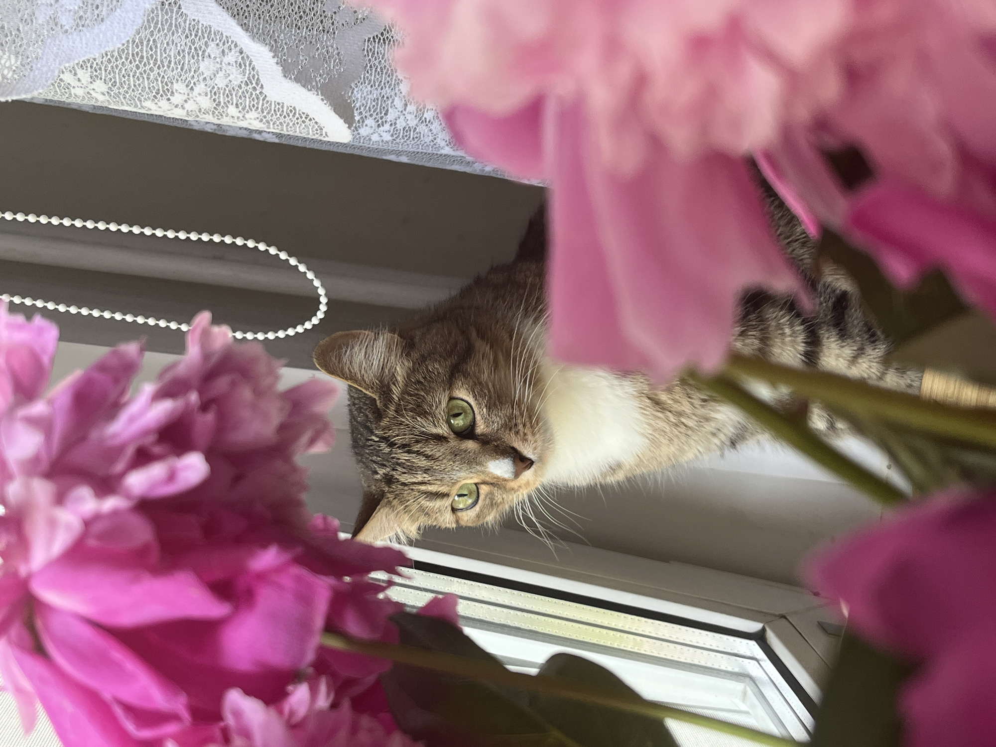 A tabby cat with green eyes is sitting on a windowsill, looking out. The windowsill is next to a window with vertical blinds. In the foreground, there are pink peonies, partially obscuring the cat and the window. A white beaded string hangs near the window, and white lace curtains are visible on the right side of the image. The scene appears to be indoors, possibly in a residential setting in Izhevsk, Russia.