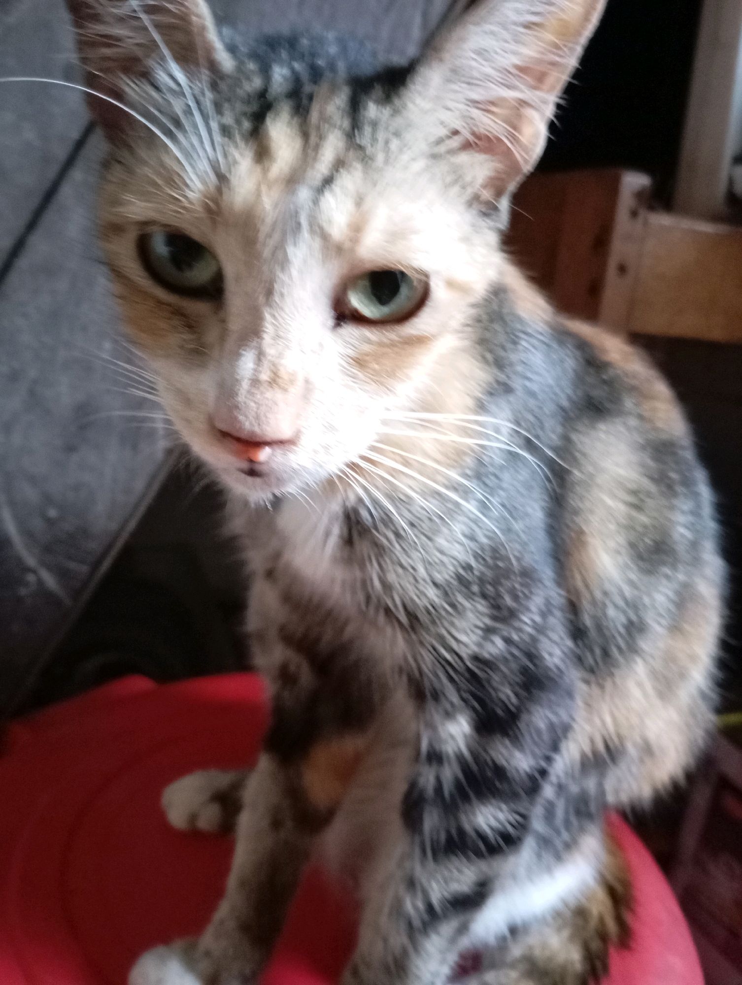 A calico kitten with green eyes is seated on a red object, likely a lid or basin, in an indoor environment. The kitten has light brown, black, and grey fur with tabby markings on its head and stripes on its back. Its ears are pointed upwards, and it has prominent white whiskers. The background is blurred, showing hints of furniture and a tiled or concrete floor. The lighting appears to be artificial, casting shadows. The image does not contain any specific visual cues that would allow for pinpointing its location within Balikpapan, Indonesia.