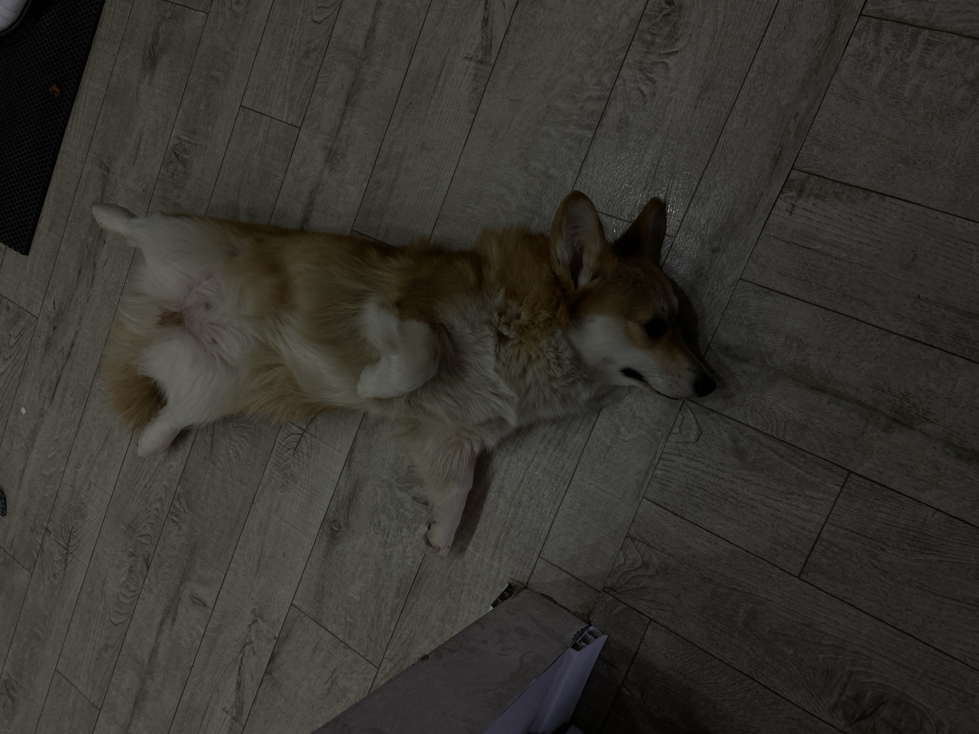 A Pembroke Welsh Corgi dog is depicted lying on its back on a light brown wooden laminate floor. The dog's light-colored belly is exposed, and its paws are curled upwards and tucked close to its body, suggesting it is deeply relaxed or asleep. Its fur exhibits the typical reddish-brown and white markings of the breed. The setting is indoors, likely a home in Chaikovsky, Russia. The room is dimly lit, hinting at either evening or a low-light environment. A segment of a black, textured mat or rug is visible in the upper left corner of the frame. In the lower right corner, part of a light-colored object with corrugated edges, possibly a box or piece of furniture, can be seen. There is no discernible text in the image.
