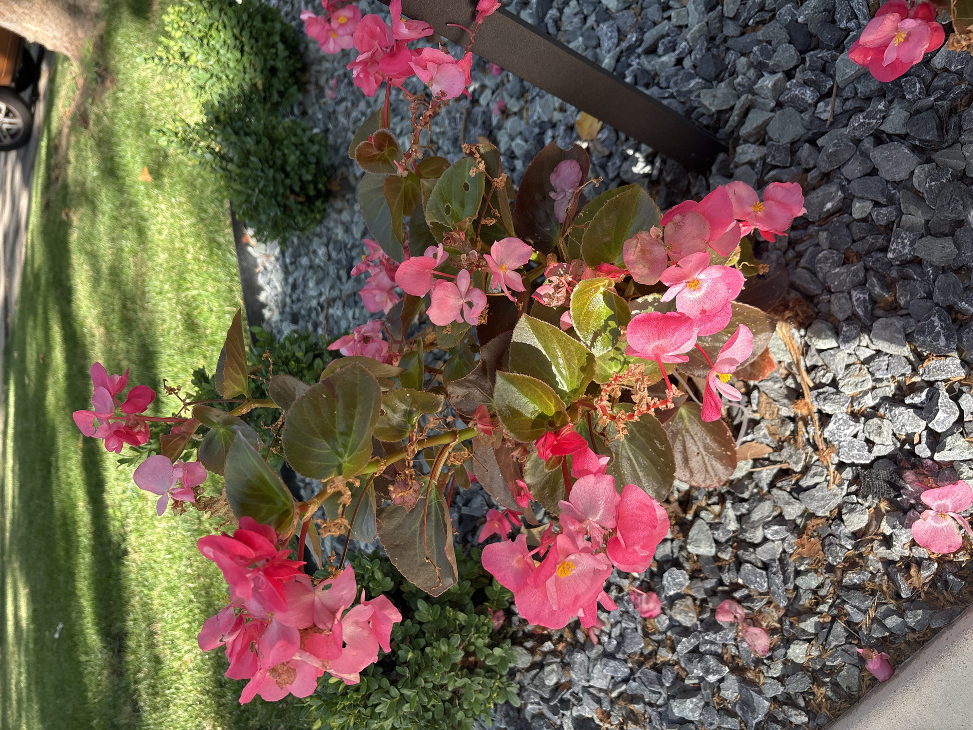 The image shows a potted plant with bright pink flowers and dark green leaves, set in a garden bed of dark gray gravel. The plant appears to be in bloom, with several clusters of flowers. The background consists of a manicured green lawn with some dappled sunlight, and a glimpse of a tree trunk and a car wheel on the right side of the frame. There is also a dark metal stake supporting the plant. The scene suggests a well-maintained outdoor space, possibly a residential garden or a public park. The location is not specified within the image, but the presence of a car and a lawn points to a suburban or urban environment. The overall impression is one of a sunny day, with the vibrant colors of the flowers standing out against the natural background.