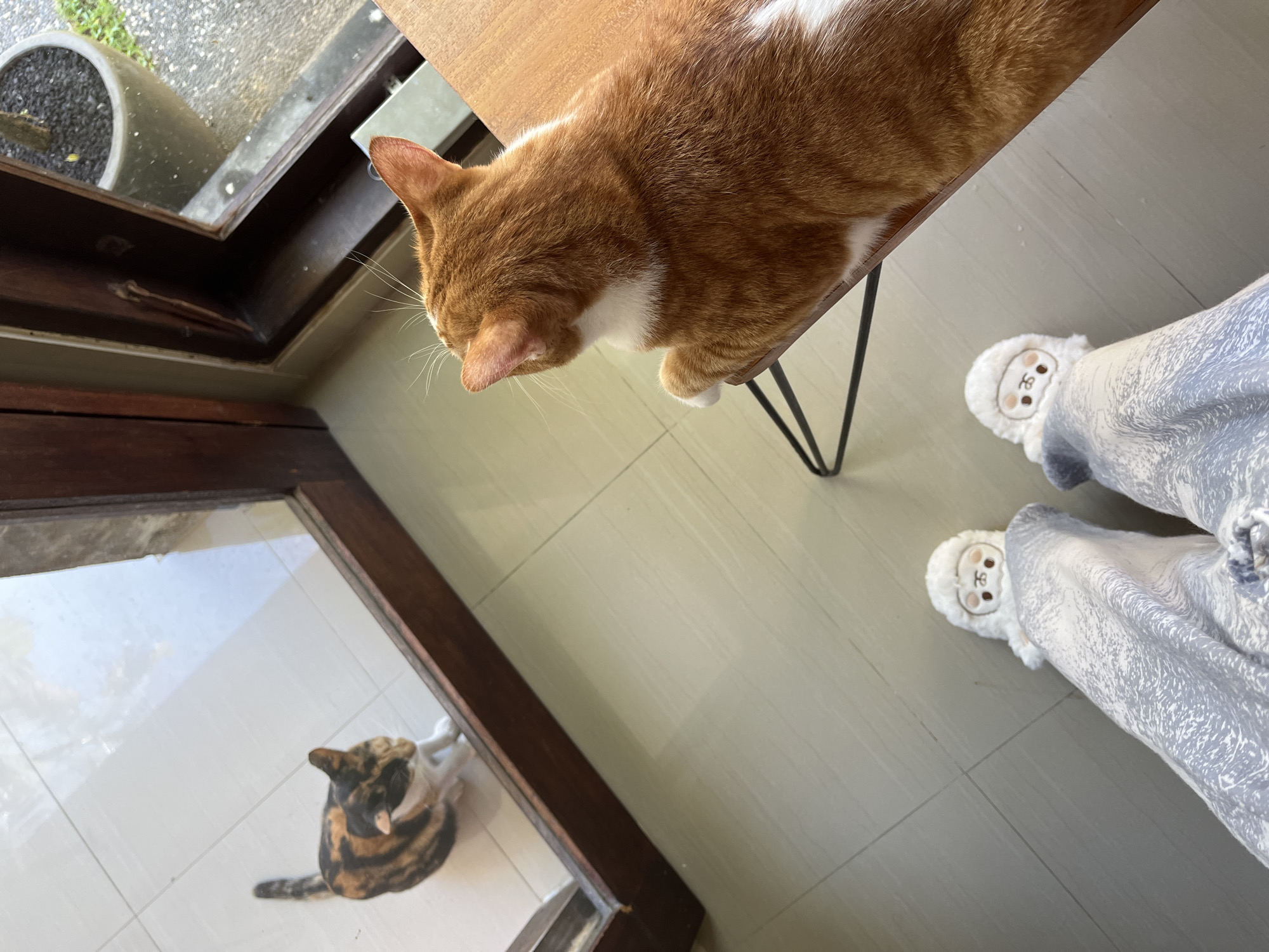 The image shows an indoor scene in Kuta Selatan, Indonesia. An orange and white tabby cat rests on a small wooden table with black hairpin legs. A person stands nearby, wearing white sheep-themed slippers and a blue and white patterned pajama pants. Through a glass window, a calico cat is seen looking up. A potted plant sits near the window. The floor is tiled.