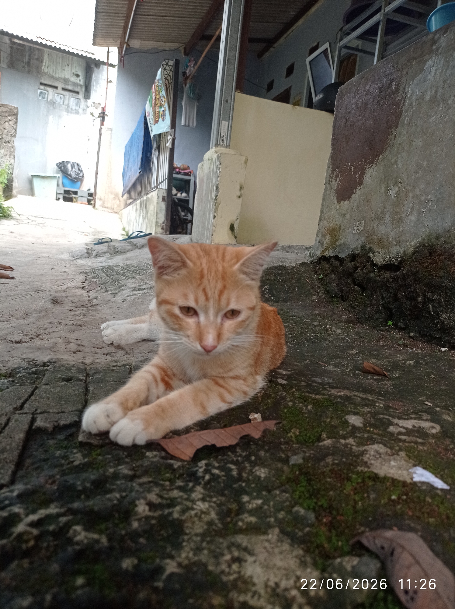 An orange tabby cat is lying on a paved surface in what appears to be an outdoor residential area. The cat is facing slightly to the right and has its paws crossed in front of it. The ground is a mix of concrete slabs and patches of moss or algae. In the background, there is a building with a corrugated metal roof, and some laundry hanging on a clothesline. There are also some plastic containers and a bicycle visible. The overall environment suggests a humble dwelling in a possibly tropical or subtropical climate. The timestamp on the image reads "22/06/2026 11:26". This scene is consistent with a location in Sukaraja, Indonesia, given the architectural style and outdoor setting.
