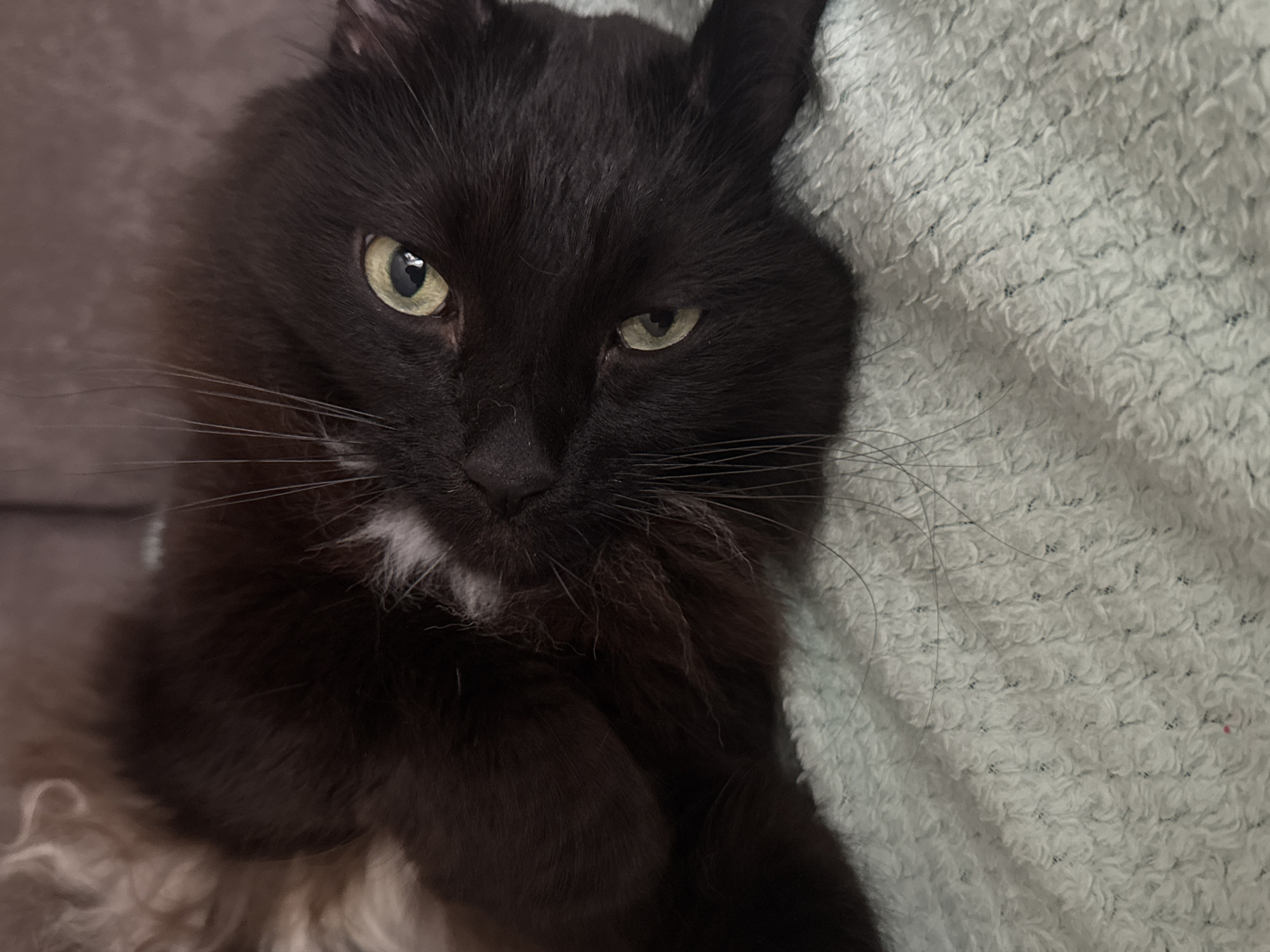 A black cat with light green eyes is lying on its back on a textured, light green blanket. The cat has white fur on its chest and a fluffy light brown tail is visible behind its head. The cat's ears are slightly furled. The background is blurred and appears to be a neutral-colored sofa. There is no indication of location in the city of Chaikovsky, Russia.